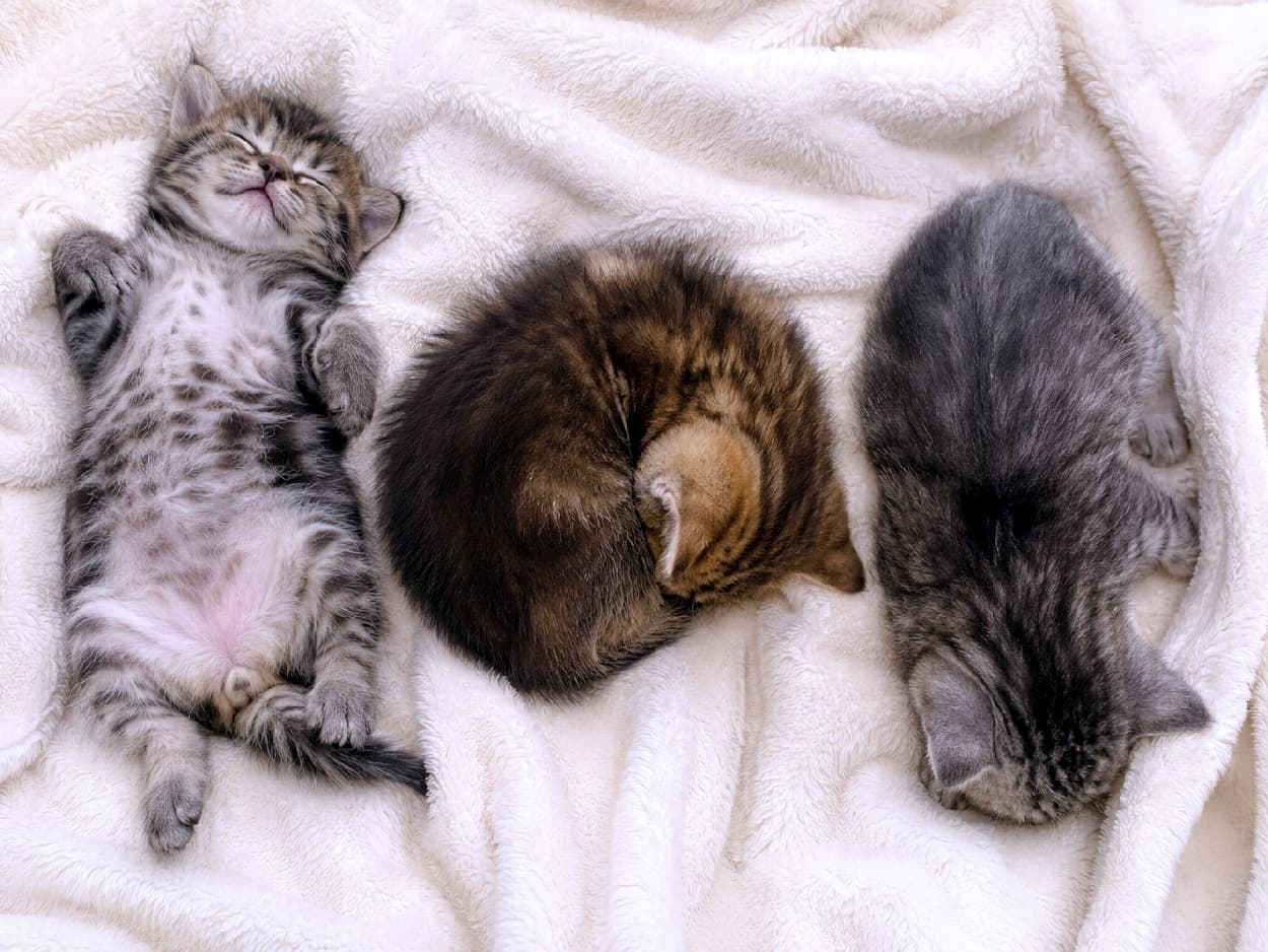 「アンモナイトとお腹見せと行き倒れ…🐈💤 みんな違った夢を見てるのかな?🌙 癒し度100%の寝顔をおすそわけ🎁 #猫のいる幸せ #子猫の寝相 #もふもふ #猫好き #猫のいる暮らし #にゃんすたぐらむ #子猫 #お昼寝 #ねこ部」Ultra-realistic high-quality photograph of three American Shorthair-style kittens sleeping on a soft cream blanket. One on its back showing a spotted belly, a brown tabby tightly curled in the center, and a silver tabby completely relaxed face down on the right. 柔らかいクリーム色の毛布の上で眠る3匹のアメリカンショートヘア風の子猫。左は仰向けでスポッティな模様のお腹を見せ、中央はアンモナイトのように丸まったキジトラ、右はうつ伏せでぐったりと脱力するサバトラ。心地よい眠りの空気が漂う美しい光景