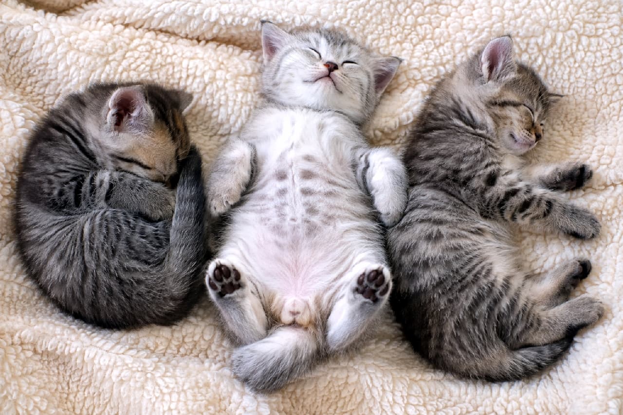 「サバ・キジ・茶トラの奇跡のコラボ🐈💕 大の字寝と丸まり寝のパズルみたいで可愛いですよね🧩✨ #猫好きさんと繋がりたい 真ん中っ子のぽっこりお腹と無防備な寝顔にメロメロ😍 左右の子の寝相のギャップもたまりませんね🐾 #猫のいる暮らし #お昼寝猫 #子猫の寝相 #子猫 #にゃんすたぐらむ #お昼寝 #ねこ部」Ultra-realistic high-quality photograph of three kittens sleeping side-by-side on a beige sherpa blanket. The pale silver tabby in the center lies flat on its back showing a spotted belly, while the dark tabby on the left curls up tight, and the brown tabby on the right stretches out on its side. ベージュのボア毛布で並んで眠る3匹の子猫。中央の淡いサバトラはぽっこりとしたお腹のドット模様を見せて完全に脱力した仰向けポーズ。左のダークなキジトラは顔を隠すように丸まり、右のキジトラは横向きに前足を伸ばしています。それぞれのリラックスした個性が光る情景