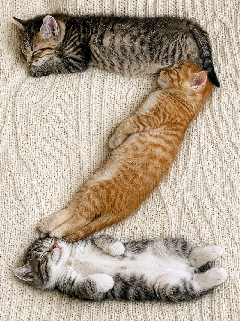 「トラ柄だけで作ったZ字!完璧すぎるフォーメーション🐈🐅 #お昼寝猫 #子猫の寝相 #子猫 #にゃんすたぐらむ #お昼寝 #ねこ部」Ultra-realistic high-quality photograph of three tabby kittens sleeping in a perfect "Z" shape composition on a fine ribbed white knit blanket. At the top is a brown tabby, in the middle an orange tabby, and at the bottom a grey tabby sleeping belly-up. Even lighting perfectly showcases the different tabby patterns. 細かいリブ編みの白いニットの上に、3匹のトラ柄(タブ)の子猫が完璧な「Z」字構図で並んで眠っている。一番上は横向きのキジトラ(ブラウントラ)、真ん中は横向きの茶トラ(オレンジタブ)、一番下は仰向け(へそ天)で前足を折りたたんだサバトラ(グレータブ)。均一な光が異なるトラ柄の模様を美しく見せている