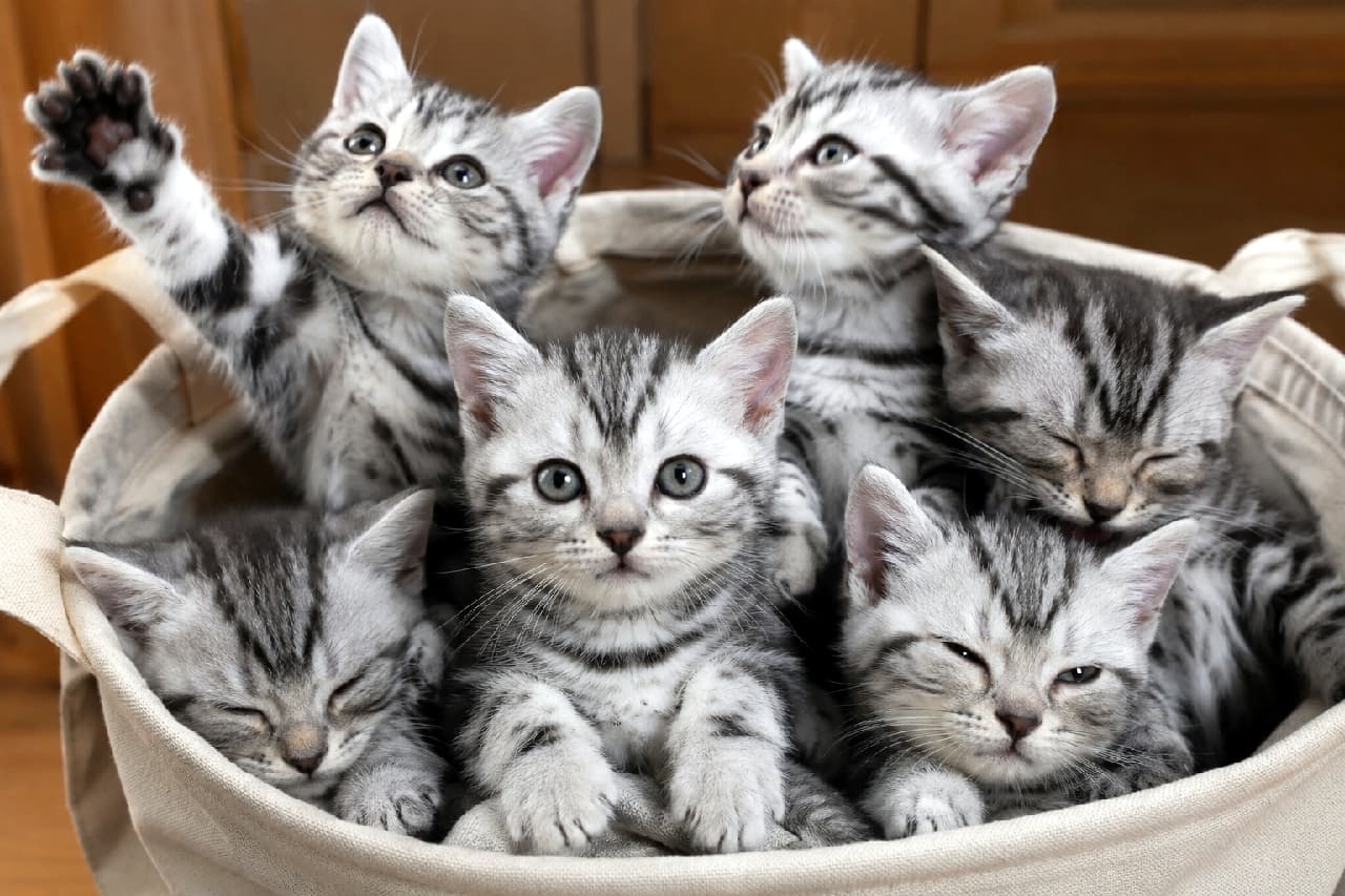 「もっちりアメショ子猫たちが大集合!🏠クラシックタビーに見つめられたら、もうメロメロ!😍」Ultra-realistic high-quality photograph of six American Shorthair kittens huddled tightly inside a soft, beige canvas basket. All kittens feature stunning silver tabby markings and smooth fur. They present diverse gazes and expressions: one wide-eyed kitten looks directly at the camera, another gazes up eagerly, some look in different directions, while others are nestled in, looking towards the viewer, creating a captivating composition. The background is a gently blurred indoor space with wooden textures, illuminated by natural light highlighting their detailed fur patterns. 柔らかな生成りの布製バスケットにぎっしりと詰まった、6匹のアメリカンショートヘアの子猫たち。全員が美しいシルバーのクラシックタビー模様と滑らかな被毛を持っている。大きく見開いた目でカメラを見つめる子、前足を伸ばして上空を熱心に見上げる子など、多彩な表情とポーズが愛らしい。柔らかな自然光が彼らの美しい模様を際立たせている