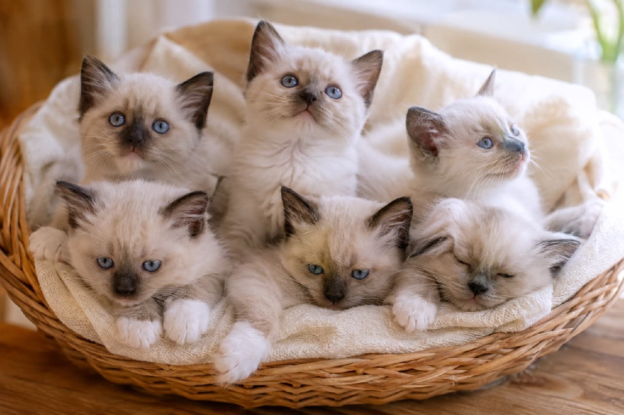 「美しいブルーの瞳に吸い込まれそう…🥺💙ふわふわの白い手袋をしたバーマンの子猫たちに癒やされませんか?✨」Ultra-realistic high-quality photograph of six Birman kittens gathered in a natural wicker basket lined with a soft white cloth. They possess striking seal point coloration, pure white "gloves" on their paws, and captivating sapphire blue eyes. Their poses vary delightfully, with one sleeping peacefully on the right, another looking up majestically, and others staring at the camera. The soft bokeh background and warm lighting emphasize their elegant and sacred atmosphere. 柔らかな白い布を敷いたナチュラルな籐かごの中に集まる、6匹のバーマンの子猫たち。全員がシールポイントの美しい被毛、真っ白な前足の「グローブ」、そして吸い込まれるようなサファイアブルーの瞳を持っている。右下でスヤスヤと眠る子、上空を神々しく見上げる子、カメラをじっと見つめる子など、多様なポーズが愛らしい。背景の柔らかなボケ味と暖かな光が、神聖でエレガントな雰囲気を際立たせている