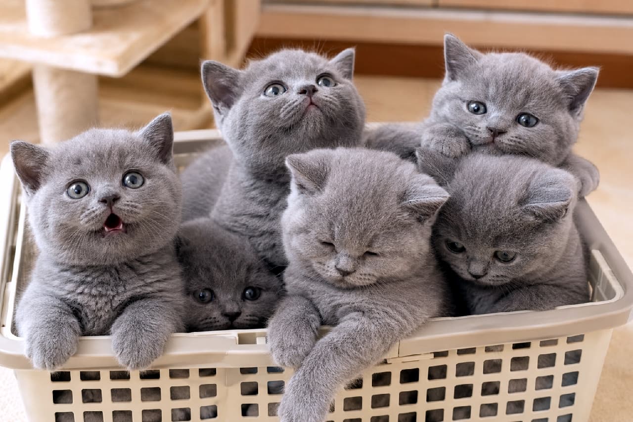 「もっちりブルーの子猫たちが大集合!💙どの子の表情に胸キュンする?😍」Ultra-realistic high-quality photograph of six British Shorthair kittens huddled tightly inside a beige plastic laundry basket. All kittens feature stunning blue (gray) short, dense fur, round faces, and eyes. They present diverse gazes and expressions: one meows at the camera with an open mouth, another looks directly up, one is relaxed with closed eyes, while others are nestled in, looking towards the viewer, creating a captivating composition. The background shows a bright indoor space with wooden floors and shadows of plants, illuminated by soft natural light highlighting their velvety fur texture. ベージュのプラスチック製ランドリーバスケットの中にぎっしりと詰まった6匹のブリティッシュショートヘアの子猫たち。全員が美しいブルー(灰色)の短く密集した被毛と、丸い顔、丸い目を持っている。カメラに向かって口を開けて鳴いている子、真上をじっと見上げている子、リラックスして目を閉じている子、他の子に埋もれてカメラを見つめる子など、全員が異なる視線と表情をしている。背景は明るい室内で、木製の床や植物の影が見える。光は柔らかく、子猫たちのベルベットのような被毛の質感を際立たせている