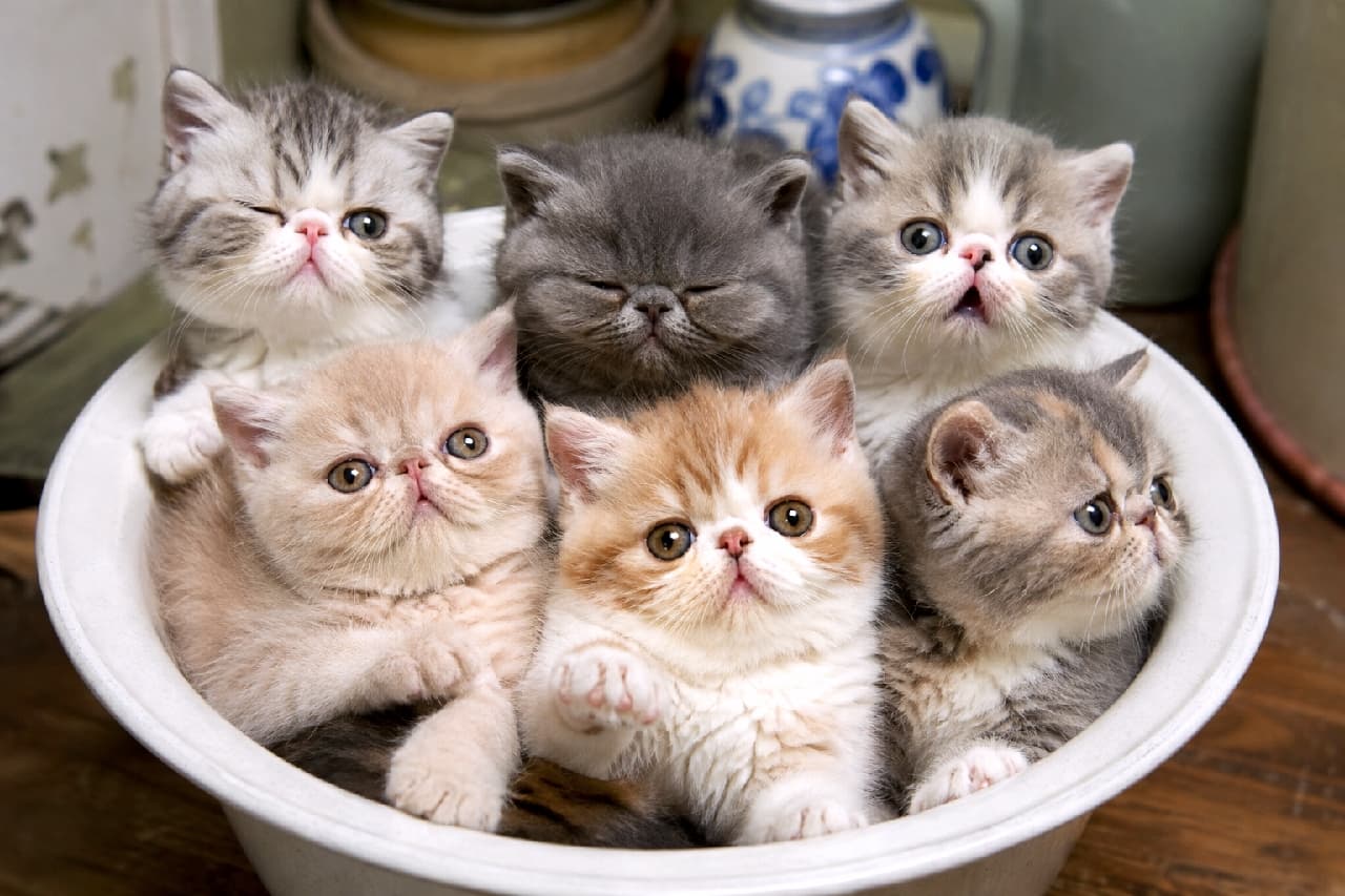 「陶器の器は秘密基地!エキゾチックショートヘア子猫がぎっしり!🏠個性爆発!😍」Ultra-realistic high-quality photograph of six Exotic Shorthair kittens tightly packed inside a white ceramic bowl. All kittens feature characteristic flat faces and large eyes, with diverse fur patterns in white, blue tabby, silver tabby, and cream. They present distinct expressions and gazes: one looks up wide-eyed, another winks charmingly, some stare directly with serious looks, while others look away, creating a captivating composition. The background shows blurred kitchen elements and shelves with more ceramics, illuminated by natural light highlighting their smooth fur texture and unique features. 白い陶器の器の中にぎゅっと詰まった、6匹のエキゾチックショートヘアの子猫たち。特徴的なフラットな顔立ちと大きく丸い瞳を持ち、毛色はホワイトやブルータビー、クリーム、キャリコなどバリエーション豊か。驚いたように目を見開いて鳴く子や、ウインクする子、真剣な眼差しを向ける子など、表情豊かでコミカルな様子が鮮明に描写されている
