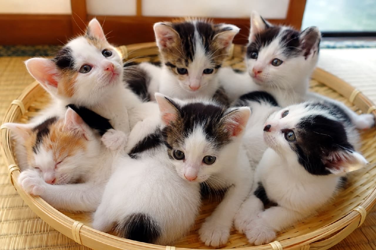 「竹ざるに盛られた、もふもふの三毛猫ちゃんたち🍡🍵ジャパニーズボブテイルの和風な可愛さに、ほっこり癒やされて🇯🇵✨」Ultra-realistic high-quality photograph of six Japanese Bobtail kittens gathered in a round woven bamboo basket on a tatami mat floor. They showcase beautiful calico and bicolor patterns (white with black and orange patches), with hints of their characteristic short, pom-pom-like tails. One sleeps curled up defenselessly on the left, while others look into the distance with perked ears or tilt their heads at the camera. Soft, shoji-like light gently envelops the traditional Japanese space. 畳の部屋に置かれた丸い竹ざる(丸籠)の中に集まる、6匹のジャパニーズボブテイルの子猫たち。白を基調に黒や茶色が混ざる三毛(ミケ)や二毛の模様が美しく、特徴的な短く丸まったしっぽが一部に垣間見える。左端で無防備に丸まって眠る子、耳をピンと立てて遠くを見つめる子、首を傾げてカメラを見る子など、それぞれのポーズが愛らしい。障子越しのような柔らかな光が和の空間全体を優しく包み込んでいる