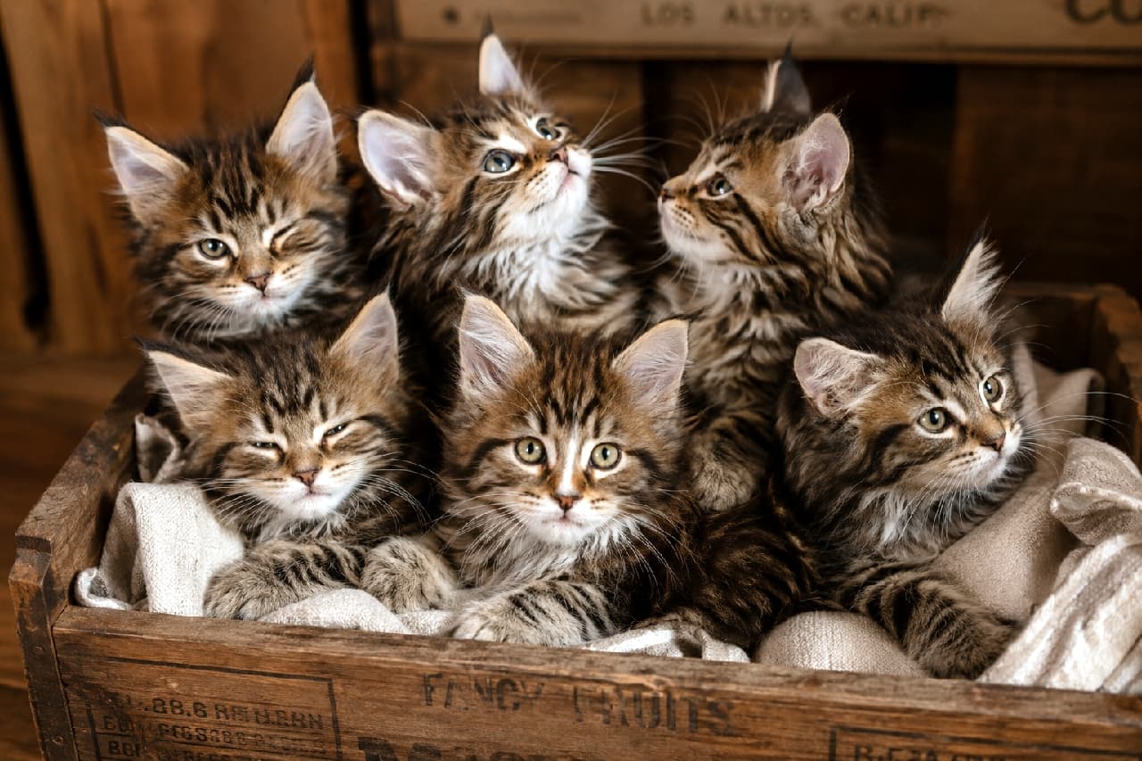 「木箱から失礼!威厳たっぷりのメインクーン子猫たち✨全員違うお顔、見分けられるかな?🧐」Ultra-realistic high-quality photograph of six Maine Coon kittens tightly packed inside an antique wooden crate with stamped text. Each kitten possesses distinct tabby markings, large ears, and prominent ear tufts. They display variety of expressions and gazes: one stares directly, another yawns with one eye squinted, some look up curiously, while others look away, creating a captivating scene. Soft light illuminates their fluffy fur against a dark, rustic background. アンティークな雰囲気の木箱にぎっしりと詰まった6匹のメインクーンの子猫たち。全員が豊かなタビー模様の被毛と大きな耳、特徴的なリンクスティップ(耳の先の毛)を持っている。カメラをじっと見つめる子、あくびをして片目を閉じている子、上空を興味深げに見上げる子、少し不安げに目を逸らす子など、それぞれ異なる表情と視線を見せている。木箱にはかすれた文字がスタンプされており、背景は暗く落ち着いている。光は柔らかく、子猫たちのフワフワした被毛の質感を捉えている