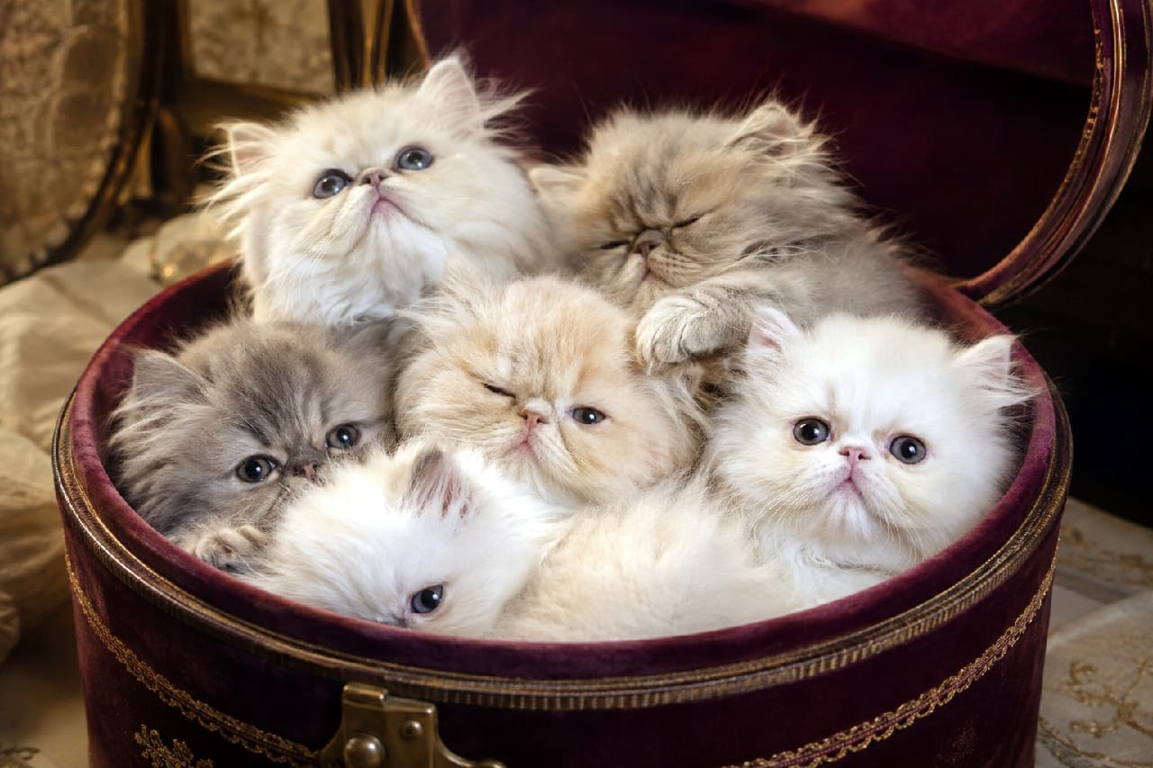 「ベルベット箱のペルシャ子猫が合唱中?🎵ブルーアイズに見つめられたら、もうメロメロ!😍」Ultra-realistic high-quality photograph of six Persian kittens snuggled inside a round, deep purple velvet box, resting on antique fabrics with gold details. Each kitten possesses stunning blue eyes and fluffy pointed-pattern fur with variations in cream, silver, and blue. They display distinct expressions and gazes: one wide-eyed kitten looks directly up, another winks with a charming squint, some stare directly, while others tilt their heads, creating an engaging scene. The background is a soft-focus antique setting, illuminated by gentle light highlighting the kittens' transparent eyes and silky fur texture. アンティーク調の布地の上に置かれた深紅のベルベット箱に収まる、6匹のペルシャの子猫たち。全員が透明感のあるブルーアイズと、クリームやシルバーなどのポイントカラーを持つ長くて豊かな被毛が特徴的。ウインクする子やじっと上を見上げる子など、個性的で愛らしい表情を見せている。柔らかな光が絹のような毛並みと透明な瞳を美しく照らしている