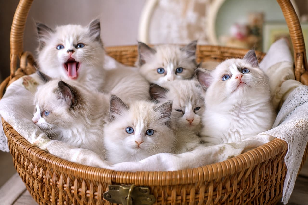 「ラグドール子猫がバスケットで合唱中?🎵ブルーアイズに見つめられたら、もうメロメロ!😍」Ultra-realistic high-quality photograph of six Ragdoll kittens snuggled inside a beautifully woven wicker basket lined with white lace fabric. Each kitten possesses stunning blue eyes and fluffy pointed-pattern fur in pale colors with darker points. They display distinct expressions and gazes: one meows loudly with a wide-open mouth towards the camera, another looks up intently, some stare directly, while others tilt their heads, creating an engaging scene. The background is a soft-focus antique setting with blurred elements. Soft light beautifully captures the kittens' clear eyes and silky fur texture. 精巧に編まれたウィッカーバスケット(籐のバスケット)の中、白いレースの布の上に寄り添う6匹のラグドールの子猫たち。全員が美しい青い目と、淡いポイントカラー(耳、顔、足が濃い色)のフワフワした被毛を持っている。カメラに向かって大きく口を開けて鳴いている子、上空を熱心に見上げている子、カメラをじっと見つめている子、少し首を傾げている子など、全員が異なる表情と視線を見せている。背景は柔らかくボケたアンティークな雰囲気。光は非常に柔らかく、子猫たちの透明感のある瞳と絹のような被毛の質感を美しく捉えている