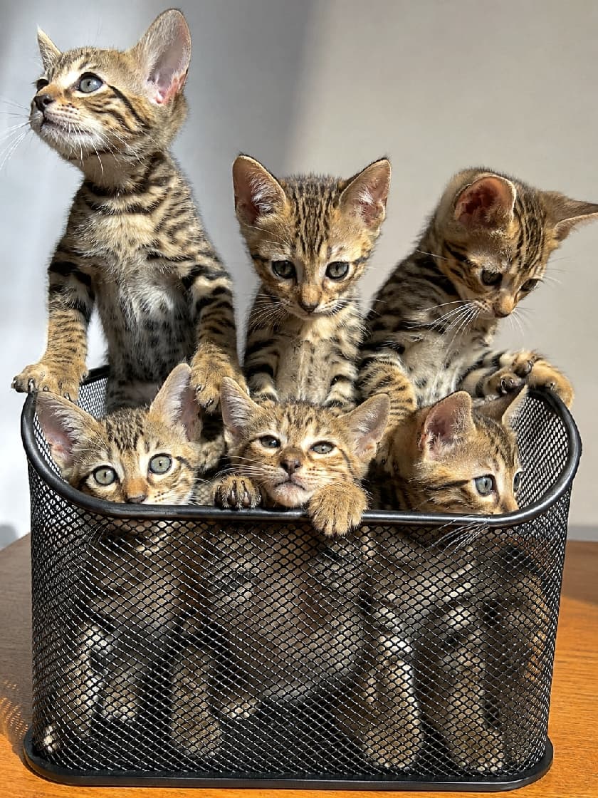 「バスケットは僕たちのジャングルジム!☀️野生味あふれるサバンナの子猫たち、好奇心旺盛な瞳にキュン💘」Ultra-realistic high-quality photograph of six Savannah kittens interacting with a black metal mesh basket. They feature striking spotted coats inherited from their Serval ancestors, prominent ears, and distinct tear marks. Three kittens balance on the top edge looking in different directions, while three peer out from inside. Strong sunlight creates sharp contrasts, emphasizing their wild and adventurous spirit. 黒い金属製のメッシュバスケットに詰め込まれた、6匹のサバンナキャットの子猫たち。サーバルキャット譲りの鮮やかなスポット模様と、くっきりとしたティアーズライン(目の下の模様)を持つ。縁の上に立って遠くを見上げる子、下を覗き込む子、バスケットの中からじっとこちらを見つめる子など、好奇心旺盛な表情が密集している。差し込む強い日差しが、野性的な被毛のコントラストを際立たせている