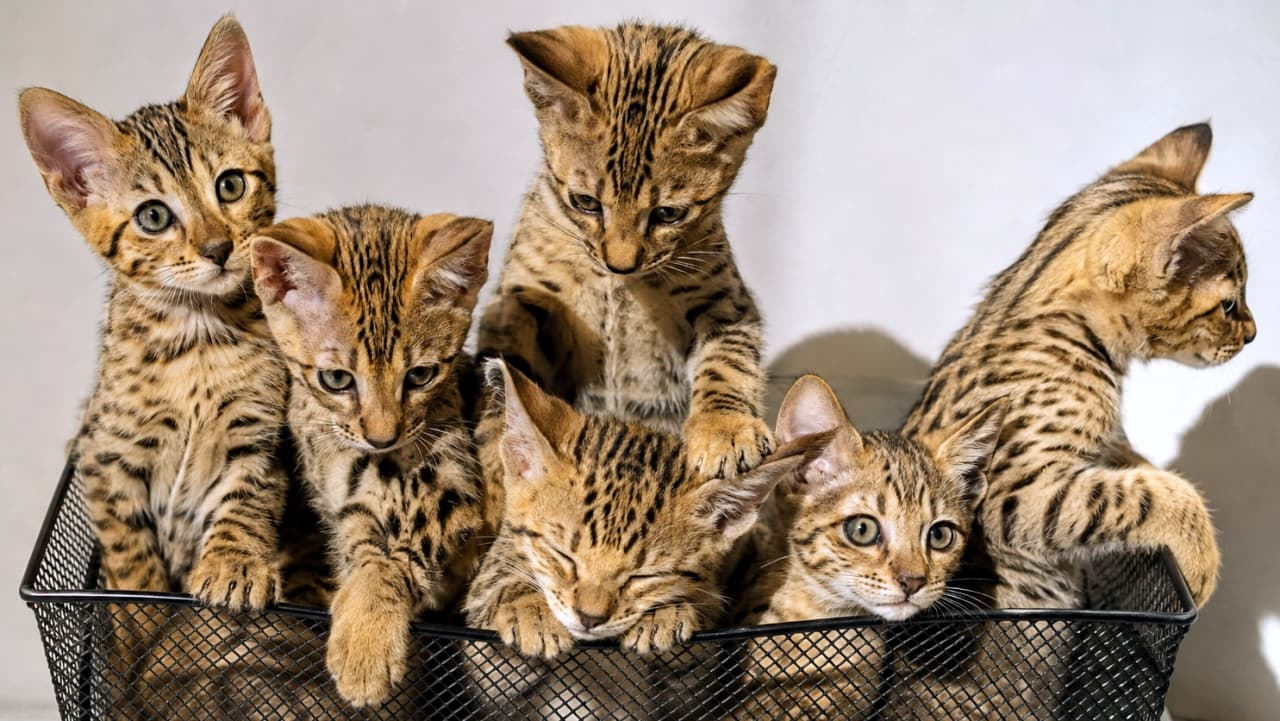 「ワイヤーバスケットの中は小さなジャングル!🐆🌿スポット模様がクールな子猫たち、みんな違う表情で目が離せないっ👀」Ultra-realistic high-quality photograph of six Savannah kittens squeezed into a wire mesh desk organizer. They possess striking spotted coats, slender faces, and distinct large eyes. Each kitten has a unique expression and gaze: alert, focused, playful, sleepy, cautious, and distracted, with one trying to climb and another resting its chin on the rim. Bright, direct light emphasizes their exotic patterns and the wire texture. 黒いワイヤーメッシュのバスケットにぎゅっと集まる、6匹のサバンナキャットの子猫たち。野生を思わせる鮮明なスポット模様と、スリムな顔立ち、大きな瞳が特徴的。よじ登ろうとする子、縁に顎を乗せて休む子、警戒心を見せる子、眠たげな子など、野性味と無邪気さが混ざり合う表情豊かな情景。強い直接光が、被毛の模様とメッシュの硬質な質感をくっきりと浮かび上がらせている