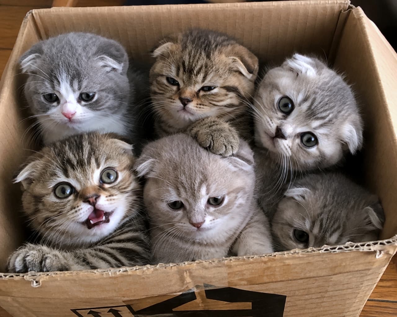 「お家に届いた最高のプレゼント!?📦💕折れ耳とまん丸おめめのスコティッシュちゃんたち、元気いっぱいでたまらないね!😆全員違うお顔、誰と遊ぶ?🤔💕」Ultra-realistic high-quality photograph of six Scottish Fold kittens squeezed inside a slightly worn cardboard shipping box. They boast characteristic folded ears, round eyes, and compact fluffy bodies in various tabby colors. The scene captures distinct expressions: one meows playfully with an open mouth, another leans on a sibling's shoulder, and others look sleepy or curious. Warm home lighting captures the candid realism, detailing their whiskers and fur strands in a cozy, cluttered composition. 少し使い込まれた段ボール製の発送箱の中に、ぎゅっと詰め込まれた6匹のスコティッシュフォールドの子猫たち。特徴的な折れ耳と、まん丸の瞳、フワフワで丸っこいフォルムが愛らしい。被毛はシルバータビー、ブラウンタビー、カメオタビーなど色とりどり。大きく口を開けて鳴く好奇心旺盛な子、仲間の肩に寄りかかる子、下敷きになって眠たげな子など、予測不能な表情が満載。家庭的で温かい照明が、細かなヒゲや毛先の質感を鮮明に捉えている