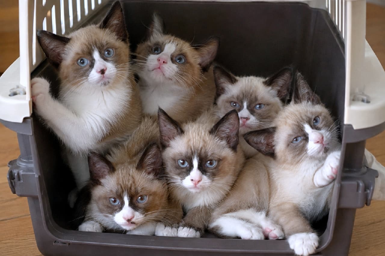 「お出かけ準備はバッチリ!?👜✨白いお靴を履いたスノーシューの子猫たち、可愛いお顔がキャリーから大渋滞中🐾」Ultra-realistic high-quality photograph of six Snowshoe kittens huddled tightly inside a dark brown plastic pet carrier. They all share the breed's distinct features: an inverted white 'V' on their faces, sapphire blue eyes, and pure white paws. Their emotions vary, with one resting a paw on the doorway looking out, another staring intently at the camera, and others tucked safely in the back. The dark interior makes their striking eyes shine even brighter. ダークブラウンのプラスチック製ペットキャリーの中にぎゅっと身を寄せる、6匹のスノーシューの子猫たち。全員が顔の逆V字型の白い模様、サファイアブルーの瞳、そして名前の由来である真っ白な足先(スノーシュー)を持っている。扉の縁に前足をかけて外を覗く子、凛とした顔立ちでカメラを見つめる子、少し不安げに奥に引っ込む子など、多様な感情が入り混じる。キャリー内部の暗がりが、彼らの鮮やかな瞳を一層輝かせている