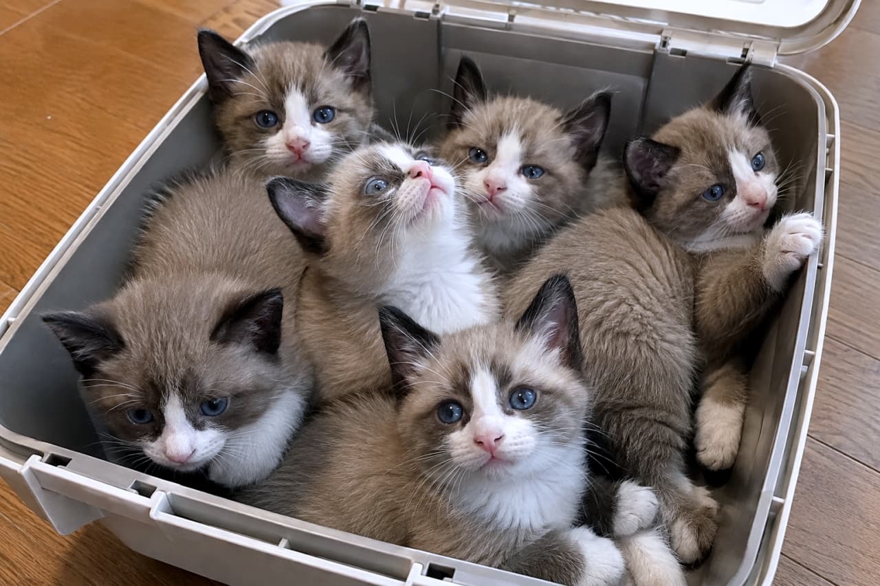 「お出かけ前の作戦会議!?👜✨白いお靴を履いたスノーシューの子猫たち、可愛いお顔がキャリーで大渋滞中🐾みんな違うお顔でたまらない可愛さ💖」Ultra-realistic high-quality photograph of six Snowshoe kittens cuddled together inside the open base of a plastic pet carrier. They feature distinct inverted V-shaped white facial markings and beautiful sapphire blue eyes. Each kitten displays a unique expression and gaze: one staring upward, one pressing a white paw gently against the wall, and others looking around. Natural indoor lighting realistically highlights their soft fur. 上半分が開いたプラスチック製のペットキャリーにぎゅっと身を寄せる、6匹のスノーシューの子猫たち。顔の逆V字型の白い模様と美しいサファイアブルーの瞳が特徴的。上をじっと見上げる子、キャリーの壁に白い前足を添える子、少し不安げにこちらを見つめる子など、全員が異なる視線と表情を見せている。室内の自然な光が、柔らかな被毛のグラデーションをリアルに映し出している