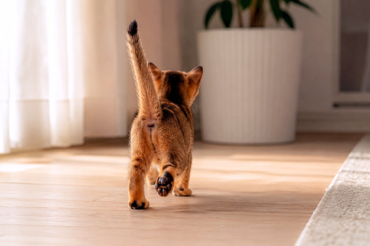 「おひさまの匂いがしそう☀️ スラリとした足と黒い肉球がたまらないアビシニアンちゃん🐾 一緒にひなたぼっこしたい人は「いいね」❤️ #アビシニアン #子猫のいる暮らし #子猫の冒険」Ultra-realistic high-quality photograph from behind of a short-haired Abyssinian kitten with a ruddy ticked coat walking on a sunlit wooden floor. The kitten holds its tail high, revealing dark paw pads, against a backdrop of soft white curtains and a large potted plant in a bright, warm room. アビシニアンを思わせる、美しいルディ(赤茶色)のティカッドタビー被毛を持つ短毛種の子猫の後ろ姿。柔らかな陽射しが差し込む木目のフローリングを、白いカーテンと大きな鉢植えの観葉植物を背景に、ピンと尻尾を立てて軽快によちよちと歩いています。足裏の黒い肉球がくっきりと見え、生命力にあふれた温かい日常の情景です