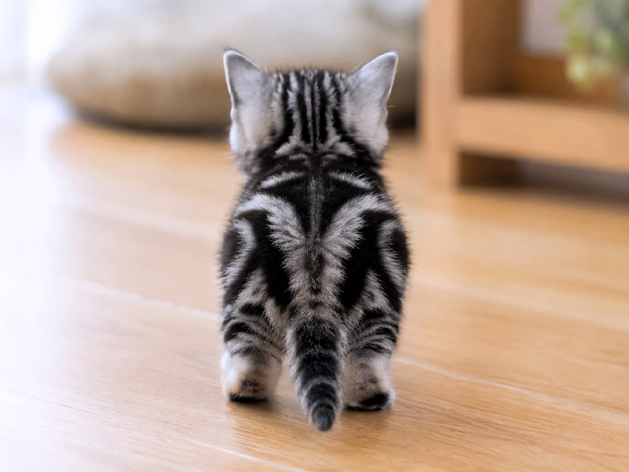 「背中の美しいマーブル模様が見事!✨ パトロール中のアメショちゃんの後ろ姿です🐈 ついて行きたくなったらシェアしてね🐾 #アメショ #シルバータビー #にゃんすたぐらむ #子猫」Ultra-realistic high-quality photograph from behind of an American Shorthair kitten featuring striking silver classic tabby (marble) patterns on its back. The kitten is walking straight ahead on a wooden floor, with a softly blurred background of a cushion, wooden shelf, and potted plant under bright, even indoor lighting. アメリカンショートヘア特有の、背中にくっきりと浮かび上がるシルバータビー(クラシックタビー/大理石模様)の美しい被毛を持つ子猫の後ろ姿。まっすぐに前を見据えてフローリングの床を歩いており、しっぽは自然に下へ流れています。背景にはクッション、木製シェルフ、観葉植物が柔らかくボケて配置され、均一で明るい室内光が模様のコントラストを際立たせています