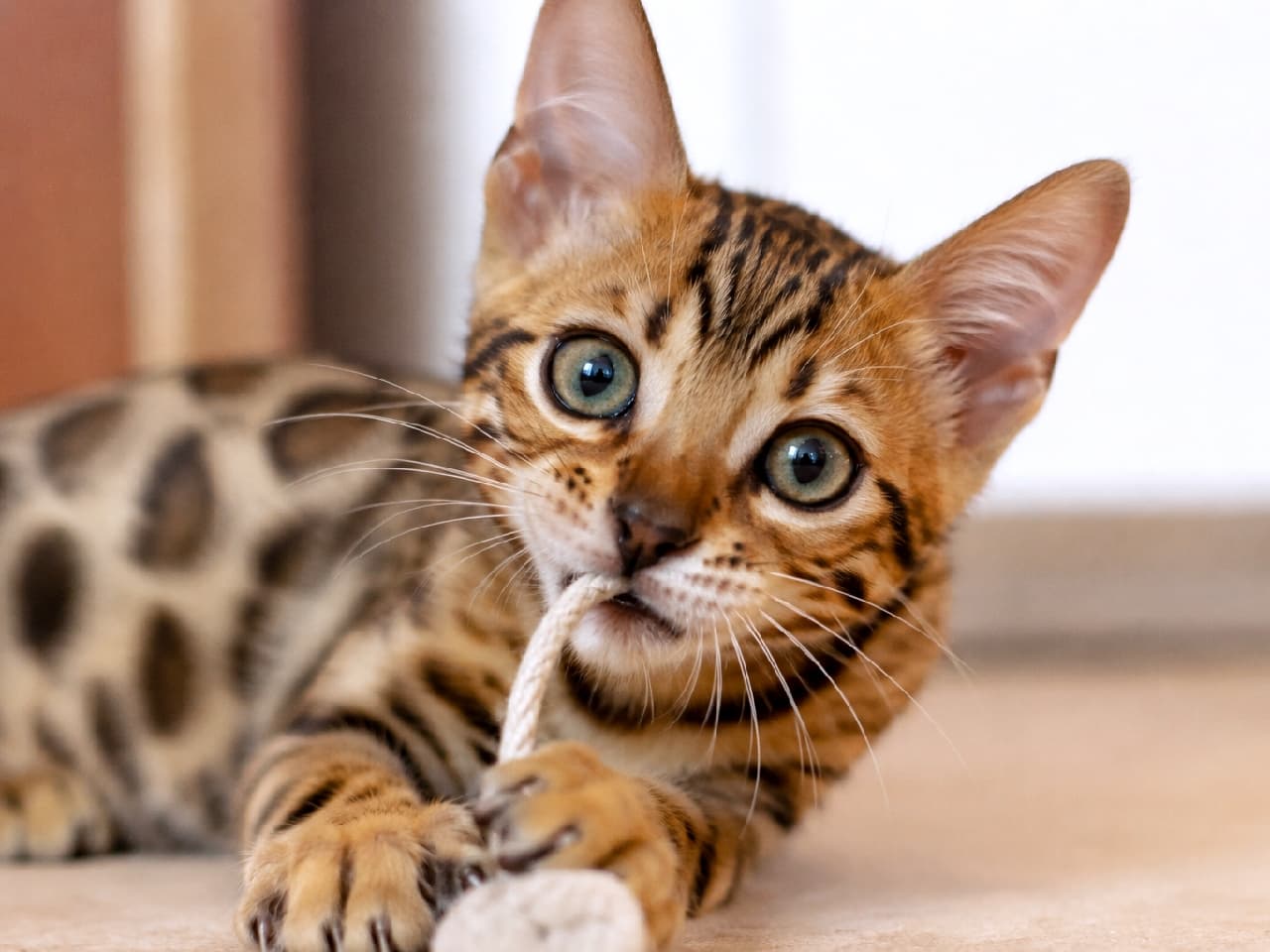 「「まだ寝ちゃダメ!もっと遊んでにゃ🐾」おもちゃをくわえた上目遣いがズルすぎる🥺🔥ベンガルベビーの魅力爆発! #ベンガル猫 #猫のおもちゃ #子猫 #猫のいる暮らし #猫好きさんと繋がりたい #ねこすたぐらむ #子猫のいる生活」Ultra-realistic high-quality photograph of a Bengal kitten lying on the floor, playfully biting a white string toy. The kitten showcases beautiful leopard-like rosette markings and striking green eyes, tilting its head while offering a playful yet pleading upward gaze to keep the owner awake. 室内で白い紐のおもちゃを口にくわえながら床に伏せている、美しいヒョウ柄(ロゼット模様)を持つベンガルの子猫。少し首を傾げながら、透明感のあるグリーンの瞳で上目遣いにカメラを見つめている。「まだ遊んで!」と力強く引き留めるような、野性味と無邪気さが混在する表情