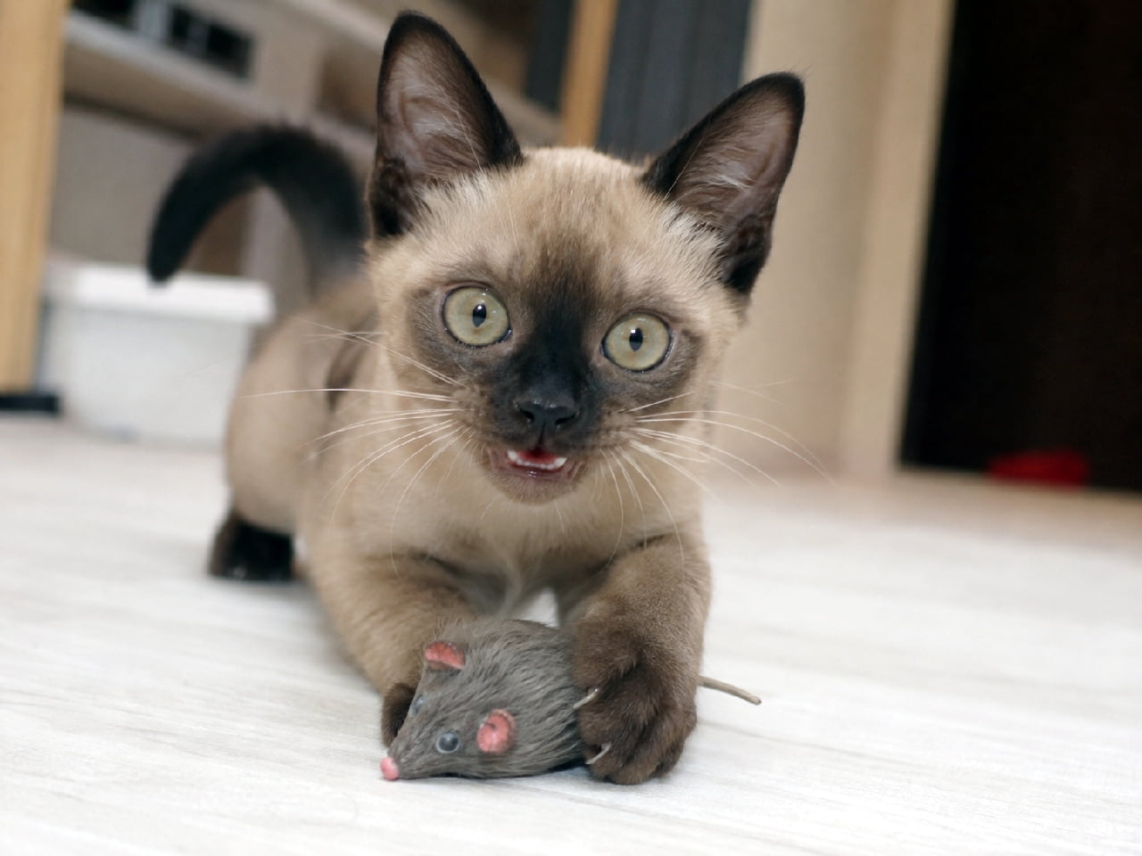 「「捕まえたにゃ!次はこのおもちゃ投げて!」🐭🔥深夜の運動会が始まりそうなお誘い顔、可愛すぎて付き合っちゃう😂 #バーミーズ #猫のおもちゃ #夜遊び #子猫 #猫のいる暮らし #猫好きさんと繋がりたい #ねこすたぐらむ #子猫のいる生活」Ultra-realistic high-quality photograph of a Burmese kitten crouching on the floor, holding a grey toy mouse with its front paws. The kitten has its mouth slightly open in mid-meow or panting, displaying a playful and energetic expression demanding more playtime. フローリングの床で、グレーのネズミのおもちゃを両前足でしっかり捕まえ、興奮したように口を少し開けているバーミーズの可愛い子猫。顔のポイントカラーと、キラキラと輝くオリーブグリーンの瞳が特徴的。「もっと遊ぼう!」と夜のお誘いをしているダイナミックな瞬間