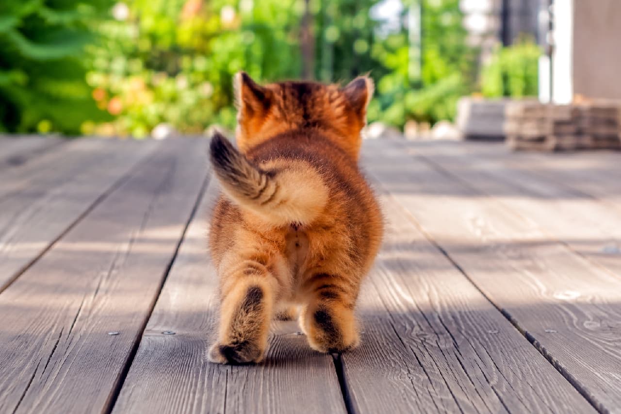 「未知の世界へ小さな大冒険へ出発!🐾✨好奇心いっぱいの後ろ姿から勇気をもらえそうですね☀️💛 #猫好きさんと繋がりたい #ねこすたぐらむ #癒し#子猫のいる生活」Ultra-realistic high-quality photograph of a small Somali mix kitten walking away on a wooden deck towards a bright, lush green garden. The sunlight beautifully highlights the kitten's golden fur. Its slightly curved tail and tiny stepping hind legs convey a sense of curiosity, perfectly complemented by the refreshing bokeh of the greenery in the background. 太陽の光を浴びて黄金色に輝くソマリミックスの子猫が、木製デッキの上を奥の庭へ向かって歩き出そうとしている後ろ姿。左に少しカーブした可愛らしい尻尾と、力強く踏み出すふっくらとした後ろ足、そして背景に広がる鮮やかな新緑のボケみが、初夏の爽やかな空気感を豊かに表現しています