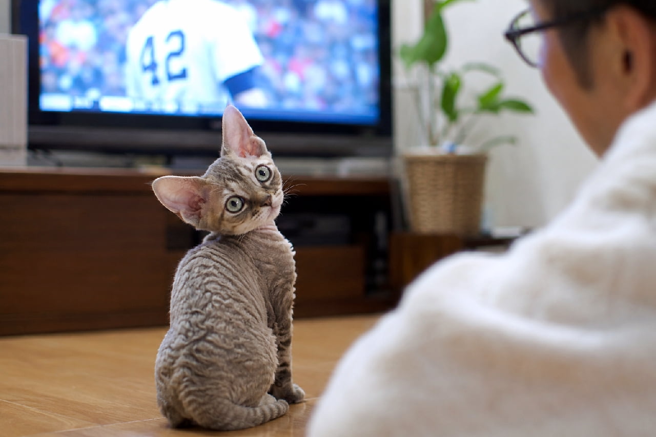 「「テレビじゃなくて、私を見て?」って振り返る姿にキュン💘こんなお顔されたら画面なんて見れません!⚾️✨ #デボンレックス #かまってちゃん #猫との暮らし #甘えん坊猫 #子猫 #子猫のいる暮らし #猫好きさんと繋がりたい #ねこすたぐらむ #子猫のいる生活」Ultra-realistic high-quality photograph of a Devon Rex kitten sitting on a wooden floor, looking back over its shoulder at the camera. In the background, its owner is watching a baseball game on TV. The kitten features large ears, a wavy coat, and a pleading expression demanding attention. リビングで野球中継を見る飼い主のそばに座り、肩越しに振り返ってカメラを見つめるデボンレックス(推測)の子猫。特徴的な大きな耳とウェーブがかった被毛、大きな丸い瞳が印象的。「ねえ、テレビより私を見て?」と引き留めるような甘えん坊の表情