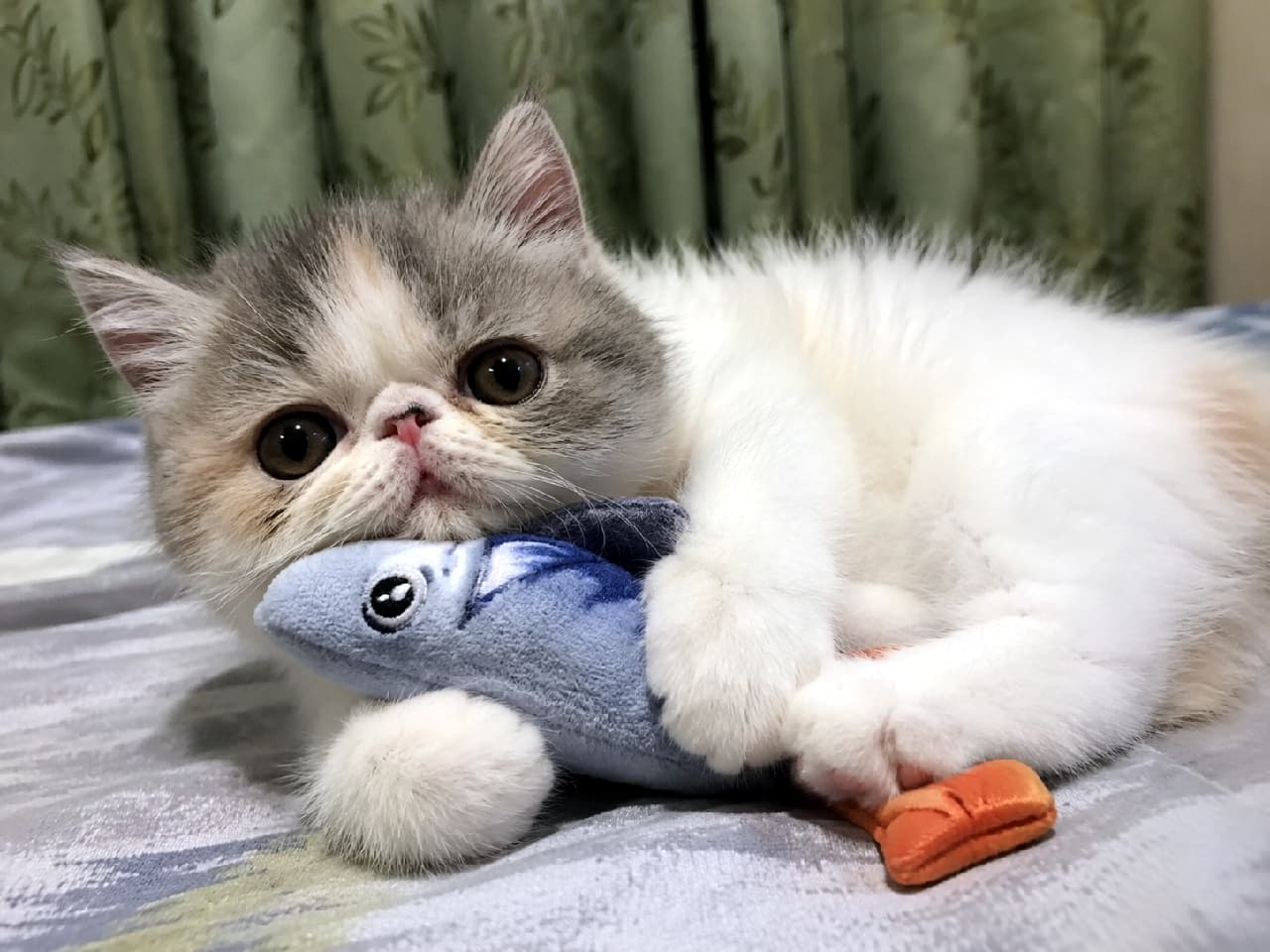 「お気に入りのお魚さんをぎゅっ🐟💕「寝る前にもう一回だけ遊ぼ?」なんて言われたら断れません😭 #エキゾチックショートヘア #ぶさかわ猫 #猫のおもちゃ #子猫 #猫のいる暮らし #猫好きさんと繋がりたい #ねこすたぐらむ #子猫のいる生活」Ultra-realistic high-quality photograph of a dilute calico Exotic Shorthair kitten lying on a bed, tightly hugging a blue plush fish toy with its front paws. The kitten has a distinct flat face and large, round, slightly worried-looking eyes, inviting the viewer to play in a cozy indoor setting. 寝室のベッドの上で、青いお魚のぬいぐるみを両前足でぎゅっと抱きしめている、ダイリュートキャリコ(淡い三毛)のエキゾチックショートヘアの子猫。愛嬌たっぷりの鼻ぺちゃなお顔と、少し困ったように見える大きく真ん丸な瞳が特徴的。「これと一緒に遊ぼうよ」と夜更かしを誘うような、ユーモラスで愛らしいポーズ