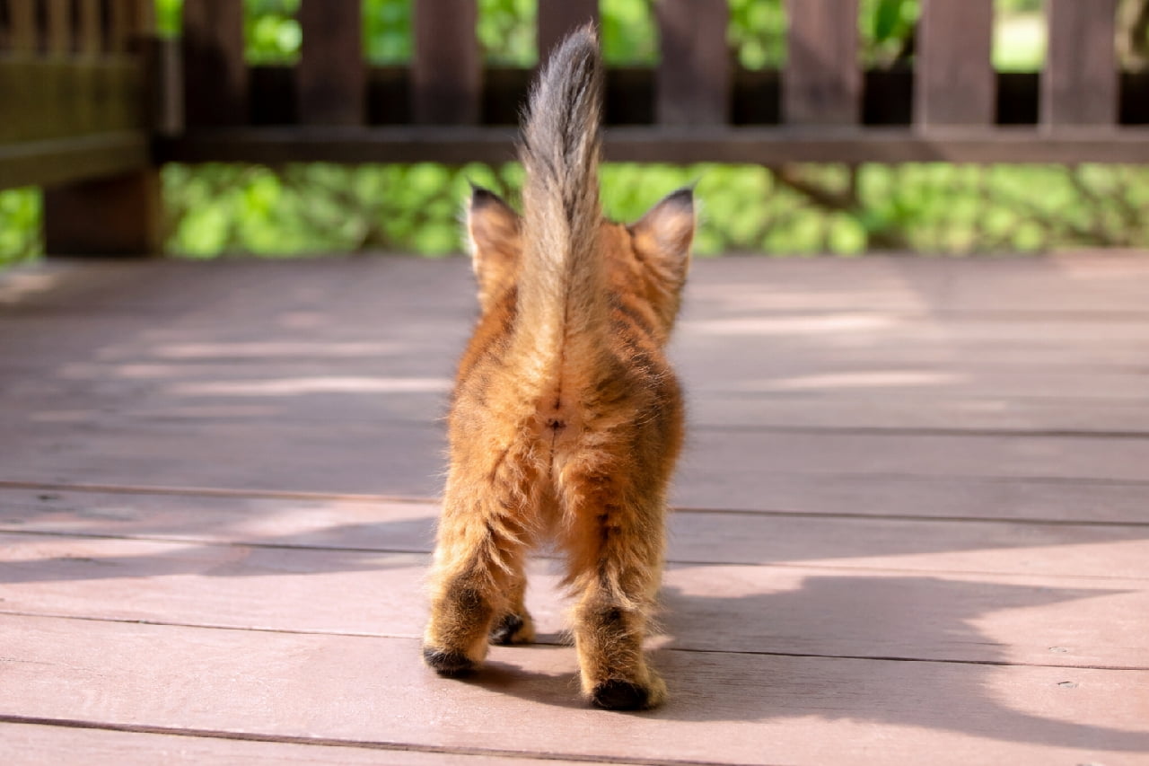 「ピンと立てたお尻尾がご機嫌な証拠🐈💕よちよち歩く小さな後ろ姿に、思わずキュンとしちゃいますよね🌿✨ #猫好きさんと繋がりたい #ねこすたぐらむ #癒し#子猫のいる生活」Ultra-realistic high-quality photograph from behind of a fluffy, reddish-brown kitten resembling an Abyssinian or Somali walking away on a sunlit wooden deck towards a lush green garden. The kitten's tail is held high with confidence, and its tiny hind paws are visible against the beautifully blurred, warm natural background. 暖かな陽光が降り注ぐ木製デッキの上を、奥の緑の庭に向かってよちよちと歩いていくアビシニアンやソマリを思わせる赤茶色のふわふわとした被毛を持つ子猫の後ろ姿。ピンと高く立てた尻尾と、小さな後ろ足の肉球が愛らしく、背景の美しい玉ボケが穏やかな情景を際立たせています