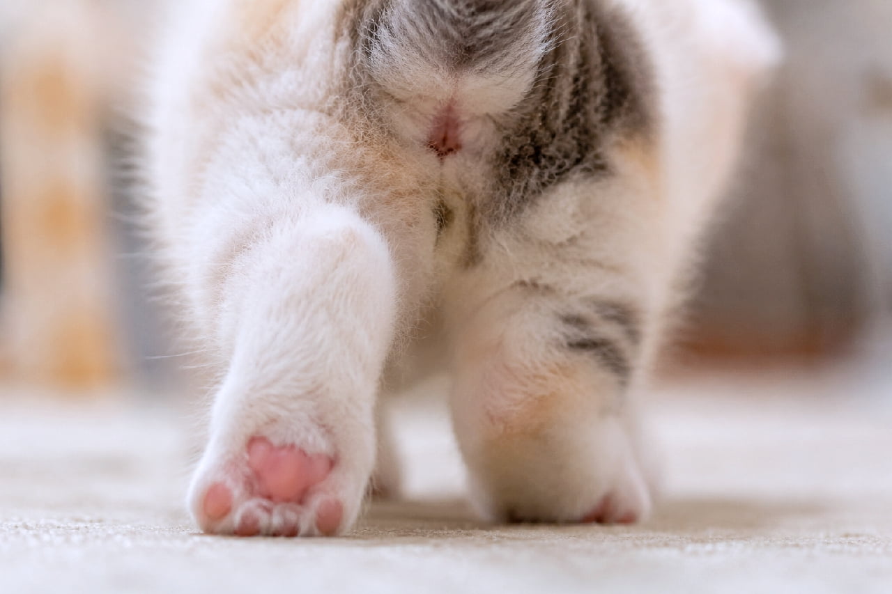 「画面越しにぷにぷにしたくなる魅惑のピンク肉球…🤤🐾 モフモフのお尻もたまりません! #肉球 #三毛猫 #猫のお尻 #猫のいる暮らし #子猫」Ultra-realistic high-quality macro photograph focusing on the lower body and fluffy butt of a calico-patterned kitten. The sharp focus is on the adorable, plump pink paw pads of its lifted left hind leg. The image highlights the extreme softness of the downy fur under warm, inviting lighting. 三毛猫やパステル三毛を思わせる、白ベースに淡いブラウンとグレーの模様が入った子猫の下半身からお尻にかけての超クローズアップ写真。歩き出そうと持ち上げた左後ろ足の、ぷっくりとした可愛らしいピンク色の肉球(豆)にピントが合っています。被毛の綿毛のような圧倒的な柔らかさと、温かみのあるマクロ撮影の光のニュアンスが特徴