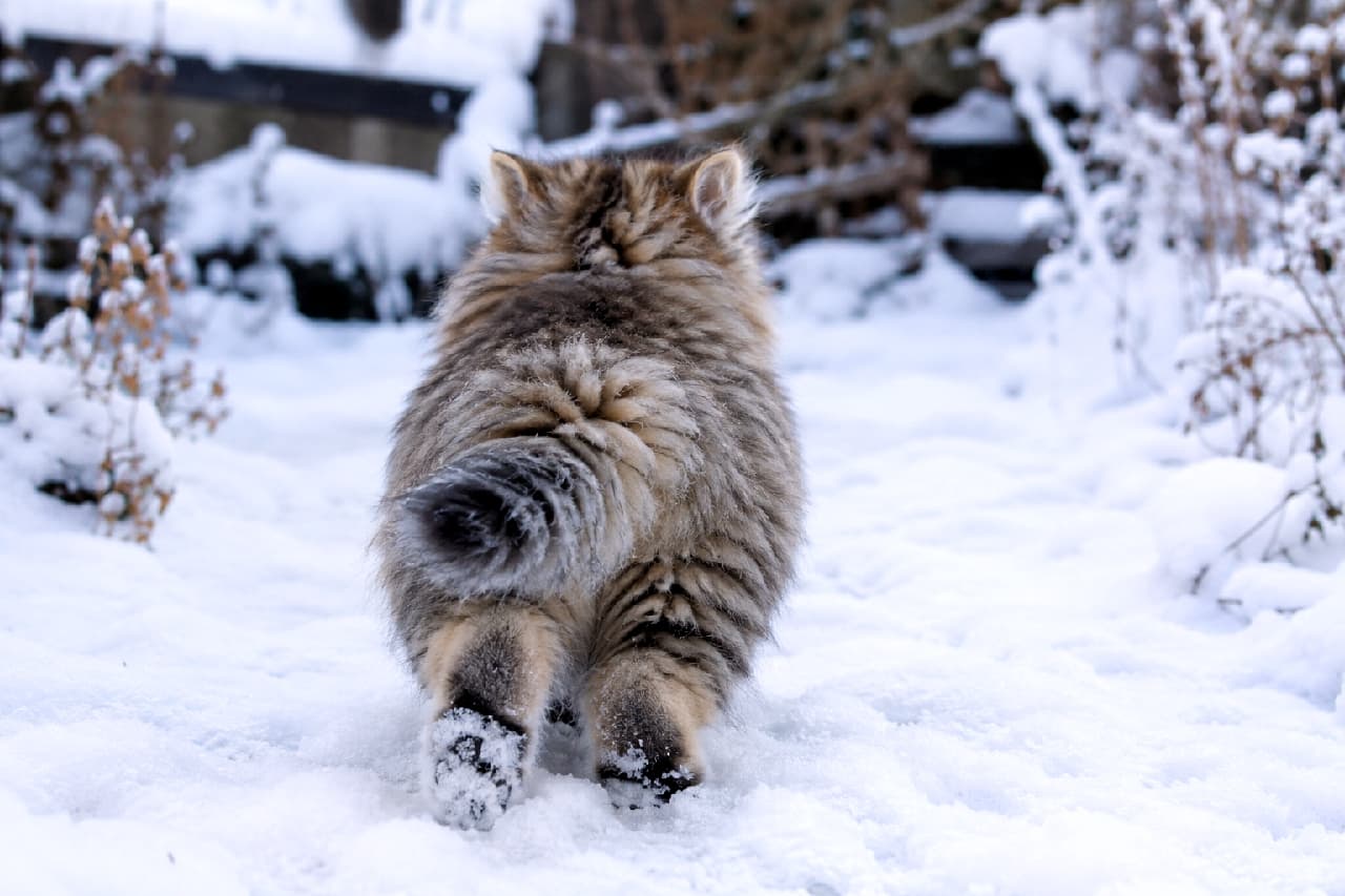 「雪の中もへっちゃらにゃ!🐾 雪ん子みたいなサイベリアンちゃんの頼もしい後ろ姿にキュン⛄️💕 一緒に遊びたい人は「いいね」❤️ #サイベリアン #雪遊び #子猫の冒険」Ultra-realistic high-quality photograph from behind of a fluffy Siberian kitten with a thick brown tabby coat, walking bravely through a snow-covered garden. The kitten's paws are dusted with snow, and its dense fur and bushy tail are beautifully captured against a serene winter landscape with snow-laden plants, showcasing its natural resilience. 寒さに強いサイベリアンを思わせる、豊かなブラウンタビーの長毛を持つ子猫の後ろ姿。真っ白な雪が積もった冬の庭を、小さな足裏に雪をつけながら力強くよちよちと歩いています。密集したトリプルコートとふさふさのしっぽが寒さから身を守る様子が伝わり、背景の雪景色と枯れ草が、冬の厳しいながらも美しい自然のニュアンスをドラマチックに感じさせます