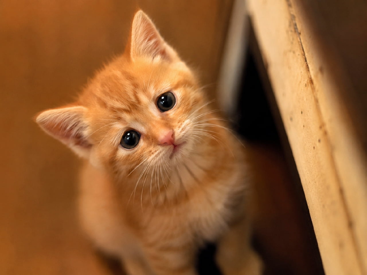 「上目遣いの破壊力…!😭🧡こんな切ないお顔で見つめられたら、ベッドに行くのをやめちゃうよ〜🐾 #茶トラ #上目遣い #猫との暮らし #甘えん坊猫 #子猫 #子猫のいる暮らし #猫好きさんと繋がりたい #ねこすたぐらむ #子猫のいる生活」Ultra-realistic high-quality photograph of a ginger tabby kitten sitting on the floor next to wooden furniture, looking directly up at the camera. The kitten features soft orange fur and large, tearful, dark eyes, expressing a deeply pleading and adorable look to keep the owner from leaving. 薄暗い室内の木製家具のそばに座り、カメラを真っ直ぐに見上げている茶トラ(ジンジャータビー)の子猫。淡いオレンジ色の被毛と、光を集めてキラキラと輝く少しタレ目気味の大きな黒目がちの瞳が特徴的。「まだ行かないで」と無言で訴えかけるような、切なくも愛らしい表情