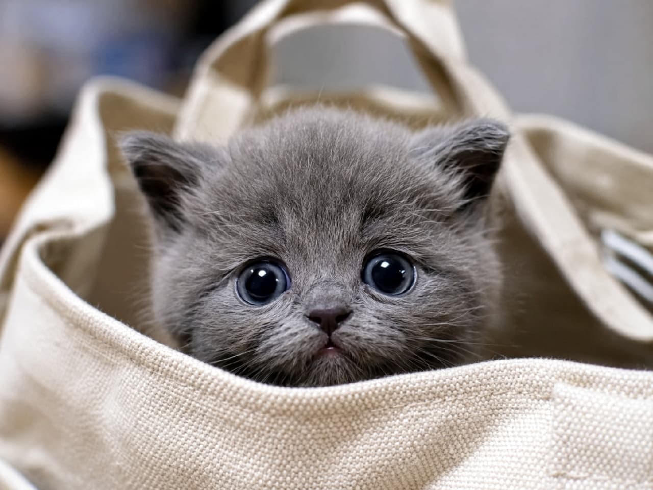 「バッグの中からひょっこり👜✨「お出かけ?それとも一緒に夜更かし?」って言ってるみたいで可愛すぎる🥺💕 #ブリティッシュショートヘア #ひょっこり猫 #バッグイン #猫との暮らし #甘えん坊猫 #子猫 #子猫のいる暮らし #猫好きさんと繋がりたい #ねこすたぐらむ #子猫のいる生活」Ultra-realistic high-quality photograph of a solid grey British Shorthair kitten peeking out from a beige canvas tote bag. The kitten has a perfectly round face, dense blue-grey fur, and large round eyes, looking directly at the viewer with an adorable, pleading expression. 生成り色のキャンバストートバッグの中から、顔だけをひょっこりと出しているブリティッシュショートヘアのグレーの子猫。丸々としたマズルと密度の高い美しいブルーグレーの被毛、そして真ん丸の大きな瞳が印象的。「私も一緒に連れてって!」と夜のお出かけ(または夜更かし)をねだるような表情