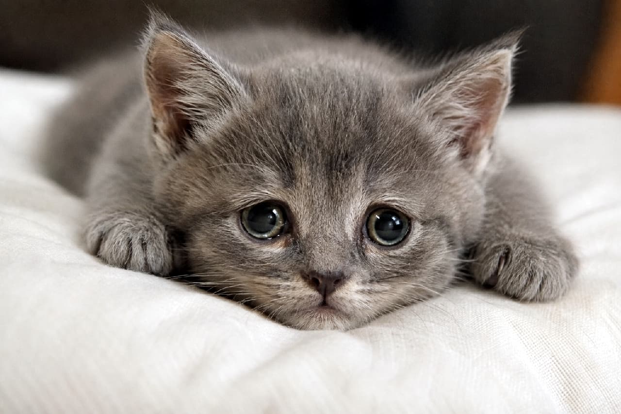 「クッションと一体化しちゃった!?🐱💤ぺちゃんこになって甘えるお顔が反則級の可愛さです💕 #グレー猫 #甘えん坊猫 #子猫 #子猫のいる暮らし #猫好きさんと繋がりたい #ねこすたぐらむ #子猫のいる生活」Ultra-realistic high-quality photograph of a grey kitten melting completely into a soft beige cushion. The kitten features dense blue-grey velvety fur and large, slightly sleepy eyes, conveying an ultimate sense of relaxation and comfort. 柔らかなベージュのクッションにペターッと張り付くように身を沈め、あごを乗せてくつろぐ子猫。密度の高いブルーグレーのベルベットのような被毛と、少しアンニュイで甘えるような大きな瞳が、たまらない愛らしさを放っています