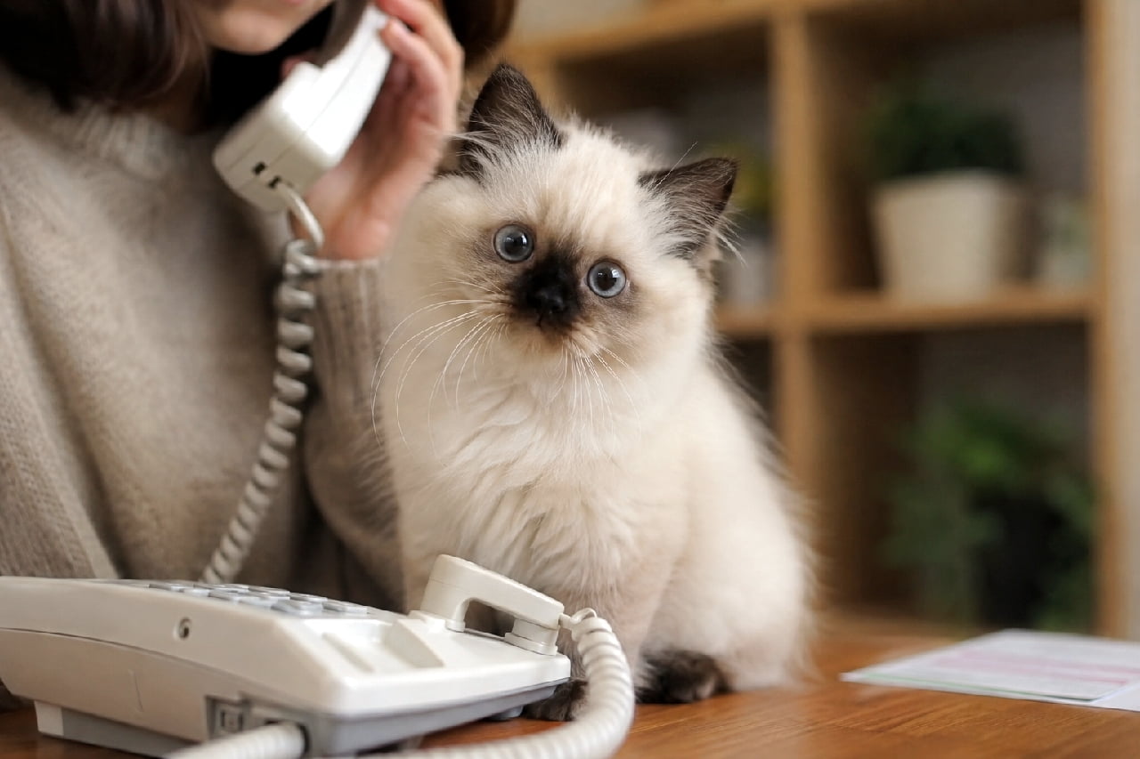 「「ねぇ、誰とお話してるの?」電話中の飼い主さんにヤキモチを焼くお顔がたまらん😭📞💙今夜は君だけを見てるよ! #ヒマラヤン #ヤキモチ #かまってちゃん #猫との暮らし #甘えん坊猫 #子猫 #子猫のいる暮らし #猫好きさんと繋がりたい #ねこすたぐらむ #子猫のいる生活」Ultra-realistic high-quality photograph of a fluffy Himalayan kitten sitting on a wooden desk next to a white landline telephone. A person is seen in the background making a call. The kitten has striking blue eyes and dark facial points, looking up at the camera with a slightly jealous, pleading expression to get attention. 木製のデスクの上で、受話器を持って電話をしている飼い主のすぐ横にちょこんと座り込むヒマラヤンの子猫。ふわふわの白い被毛と顔のダークなポイントカラー、そしてサファイアブルーの大きな瞳が特徴的。「私より電話のほうが大事なの?」と少し不満げに引き留めるような、上目遣いのカメラ目線
