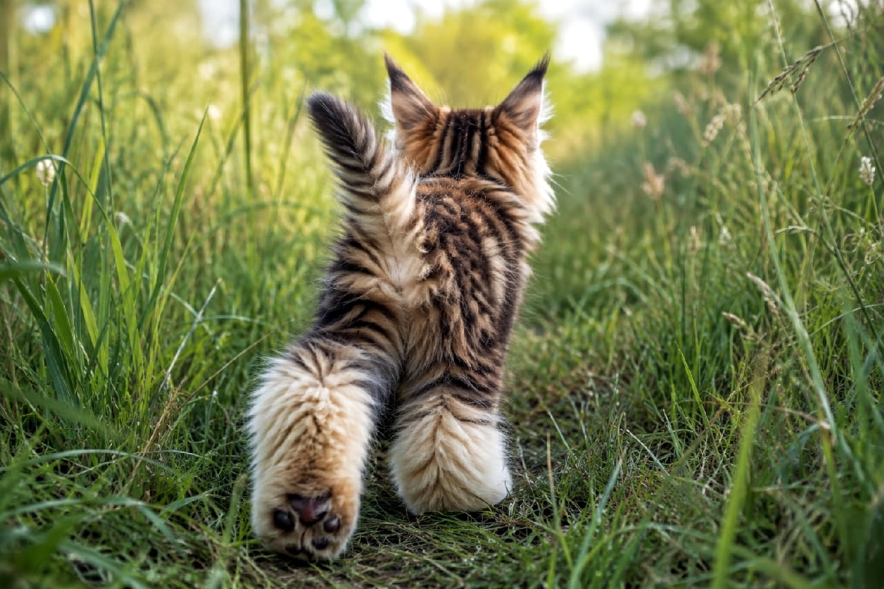「小さな冒険家の大きな一歩!🐾 草むらをかき分けて進む後ろ姿が頼もしいですね🌿 ワクワクした人はコメントで教えてね! #メインクーン #猫の散歩 #自然 #子猫の冒険 #子猫」Ultra-realistic high-quality photograph of a fluffy brown-tabby long-haired kitten, likely a Maine Coon, walking bravely through tall green grass. Showing wild lynx tips on its ears, sturdy paws, and a majestic tail, the kitten navigates a nature trail illuminated by the warm, golden hour sunlight filtering through the background trees, exuding vitality. 豊かなブラウンタビー(キジトラ)の長毛を持つメインクーン子猫の後ろ姿。耳の先には野生味あふれるリンクスティップ(飾り毛)が見え、がっしりとした太い足と豪華な尻尾を揺らして、背丈ほどある緑豊かな草原の獣道を力強く前進しています。背景の木々からは柔らかい太陽の光が差し込み、自然の中での生命力と躍動感に満ちた夕暮れ時の黄金色の光(ゴールデンアワー)のニュアンスを描き出しています