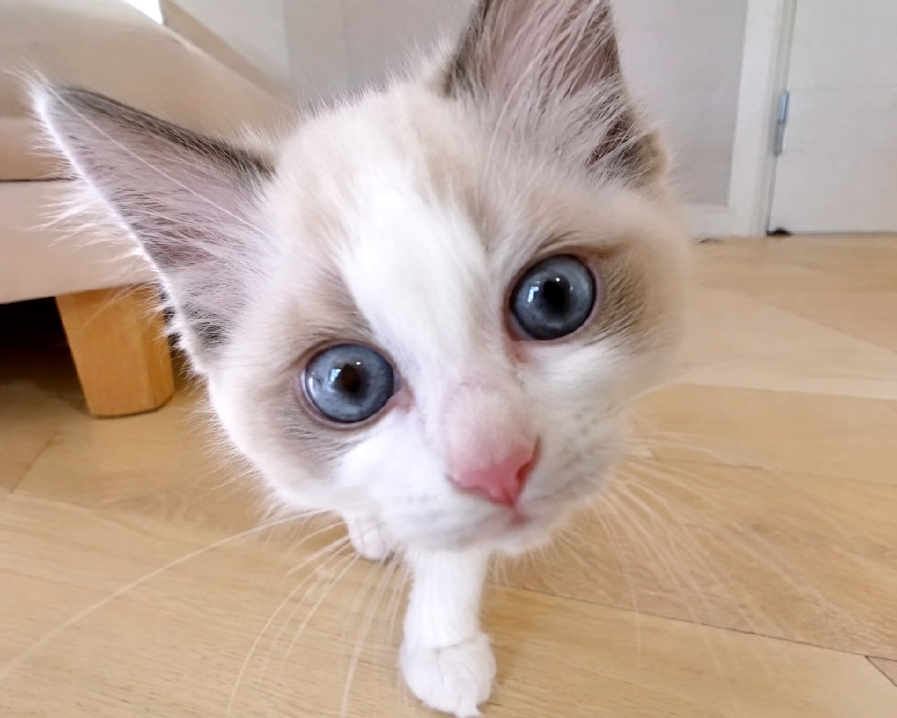 「近い近いっ!😆💙宝石みたいなブルーの瞳で覗き込まれたら、もうスマホを手放せません📱✨ #ラグドール #青い目 #ドアップ #子猫 #猫のいる暮らし #猫好きさんと繋がりたい #ねこすたぐらむ #子猫のいる生活」Ultra-realistic high-quality wide-angle photograph of a Ragdoll kitten approaching the camera so closely that its nose is almost touching the lens. The kitten features a beautiful bicolor face with striking, crystal-clear sapphire blue eyes, exhibiting intense curiosity and a playful desire for attention on a wooden floor. 明るい木目のフローリングの上で、カメラのレンズに鼻先がぶつかりそうなほど至近距離まで近づいてきたラグドール(またはスノーシュー)の子猫。広角レンズ特有のパースが効いており、美しいハチワレ模様の顔と、宝石のように透明感のあるサファイアブルーの大きな瞳が強調されている。寝る前の飼い主の気を引こうとする好奇心旺盛な表情