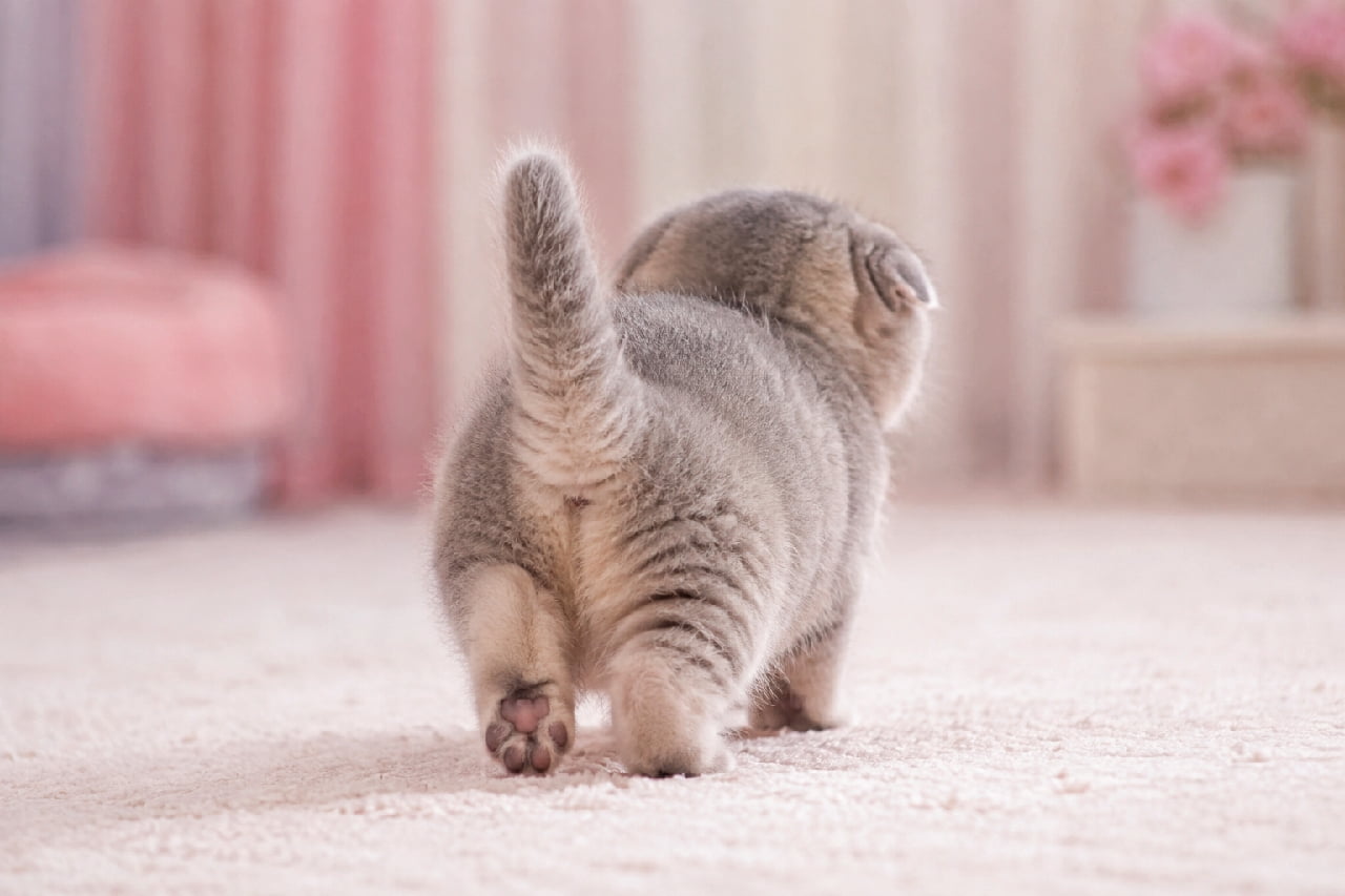 「パステルカラーのお部屋をテクテク🐾 折れ耳ちゃんとモフモフお尻のコンボは反則級の可愛さです😭💕 癒されたらシェアしてね! #スコティッシュフォールド #ねこすたぐらむ #癒し#子猫のいる生活 #肉球」Ultra-realistic high-quality photograph of a Scottish Fold kitten with folded ears and soft blue-tabby fur walking away on a fluffy white shag rug, revealing a dark pink paw pad. The background is a romantic, pastel-colored room with pink curtains, a cushion, and roses, all bathed in soft, sweet natural light. 特徴的な折れ耳とブルータビー(グレーの縞模様)の被毛を持つスコティッシュフォールド子猫の後ろ姿。もっちりとした短い足で、ふわふわの白いシャギーラグの上を一歩一歩踏みしめるポーズ。左の足裏からは濃いピンクの肉球が見えます。背景は淡いピンクのカーテンやクッション、バラの花が飾られたロマンチックなパステルカラーでまとめられており、柔らかく甘い自然光が全体を優しく包み込んでいます