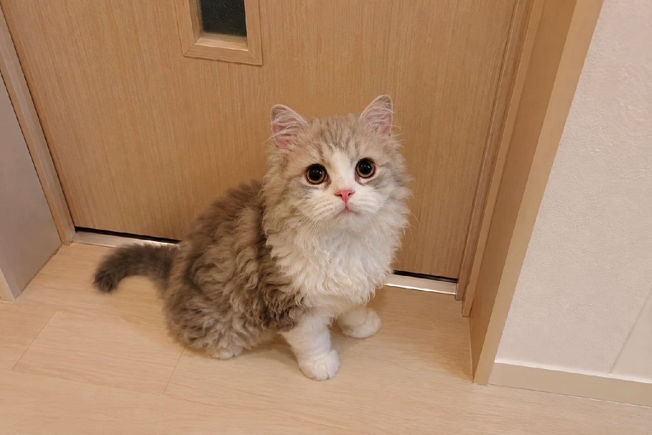 「忠犬ハチ公ならぬ、忠猫状態🐶🐾こんな健気に見上げられたら、急いで出なきゃって焦っちゃう!💦 #セルカークレックス #巻き毛猫 #猫との暮らし #子猫 #子猫のいる暮らし #猫好きさんと繋がりたい #ねこすたぐらむ #子猫のいる生活」Ultra-realistic high-quality photograph of a fluffy Selkirk Rex kitten sitting patiently in front of a closed wooden bathroom door. Featuring plush, curly silver-grey and white fur and a tiny pink nose, the kitten looks directly up at the camera with large, worried eyes, begging the owner to come out quickly. トイレの木目のドアの前にちょこんとお座りをして、カメラ(飼い主)をじっと見上げているセルカークレックスの子猫。ぬいぐるみのようにふわふわでカールしたシルバーグレーと白の被毛、ピンク色の小さな鼻、そして「早く出てきて」と訴えかけるような心配そうな大きな瞳が、たまらなく愛おしい待ち伏せの瞬間
