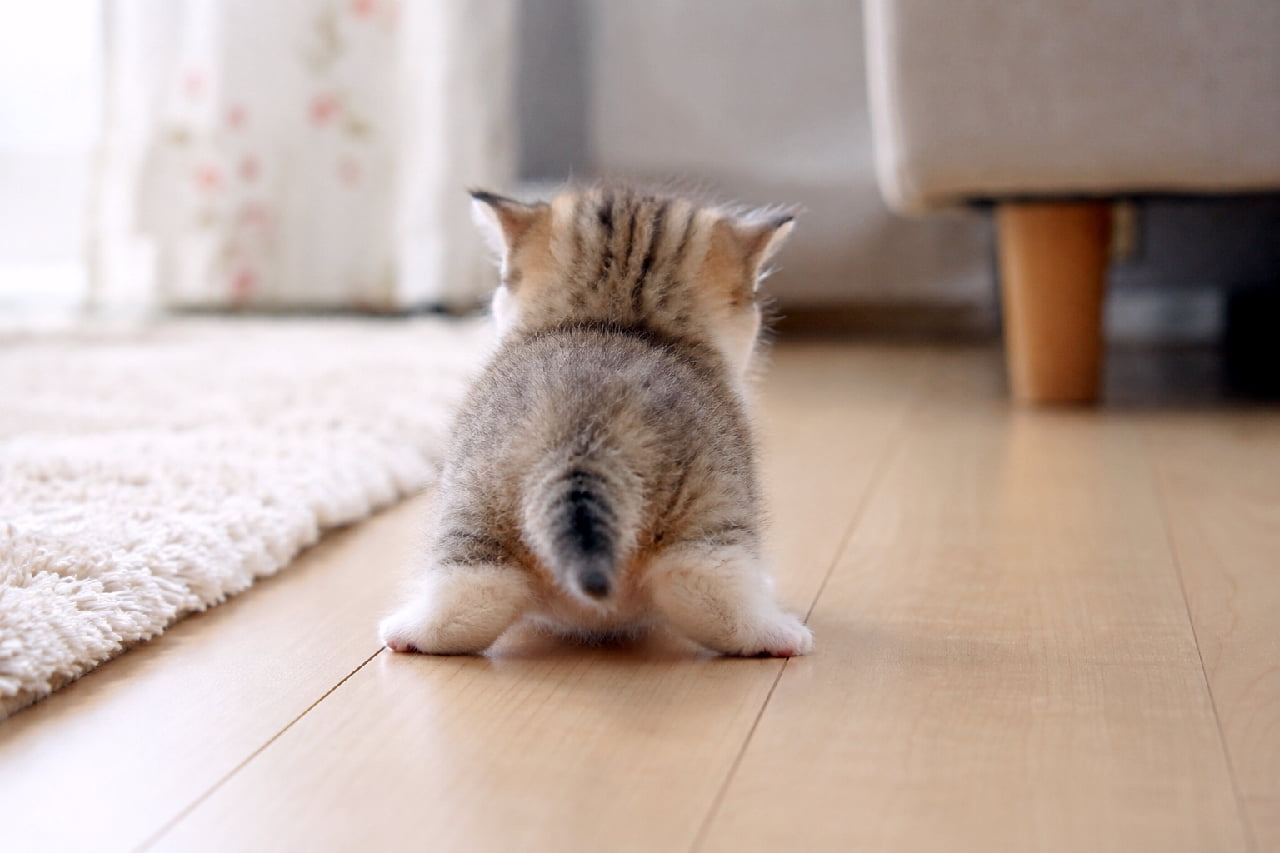 「この短いおててと足で一生懸命進む姿、尊すぎませんか!?😭💕 ガニ股な後ろ姿にキュンとした人は挙手🙋♀️ #マンチカン #短足猫 #よちよち歩き #子猫」Ultra-realistic high-quality photograph from behind of a round, short-legged golden tabby kitten waddling endearingly with its hind legs slightly splayed. The kitten is walking on a light wood floor next to a white shaggy rug and a beige sofa leg, all bathed in soft, clean indoor lighting. マンチカンやブリティッシュショートヘアのような丸みのあるフォルムを持つ、淡いゴールデンタビー(茶トラ)の子猫の後ろ姿。短い後ろ足を少しガニ股に開いて踏ん張るようによちよちと歩く姿が非常に愛らしく、短いしっぽがちょこんと下を向いています。明るい木目のフローリング、白いシャギーラグ、ベージュのソファの脚が背景に写り込み、清潔感のある柔らかな室内光に包まれています