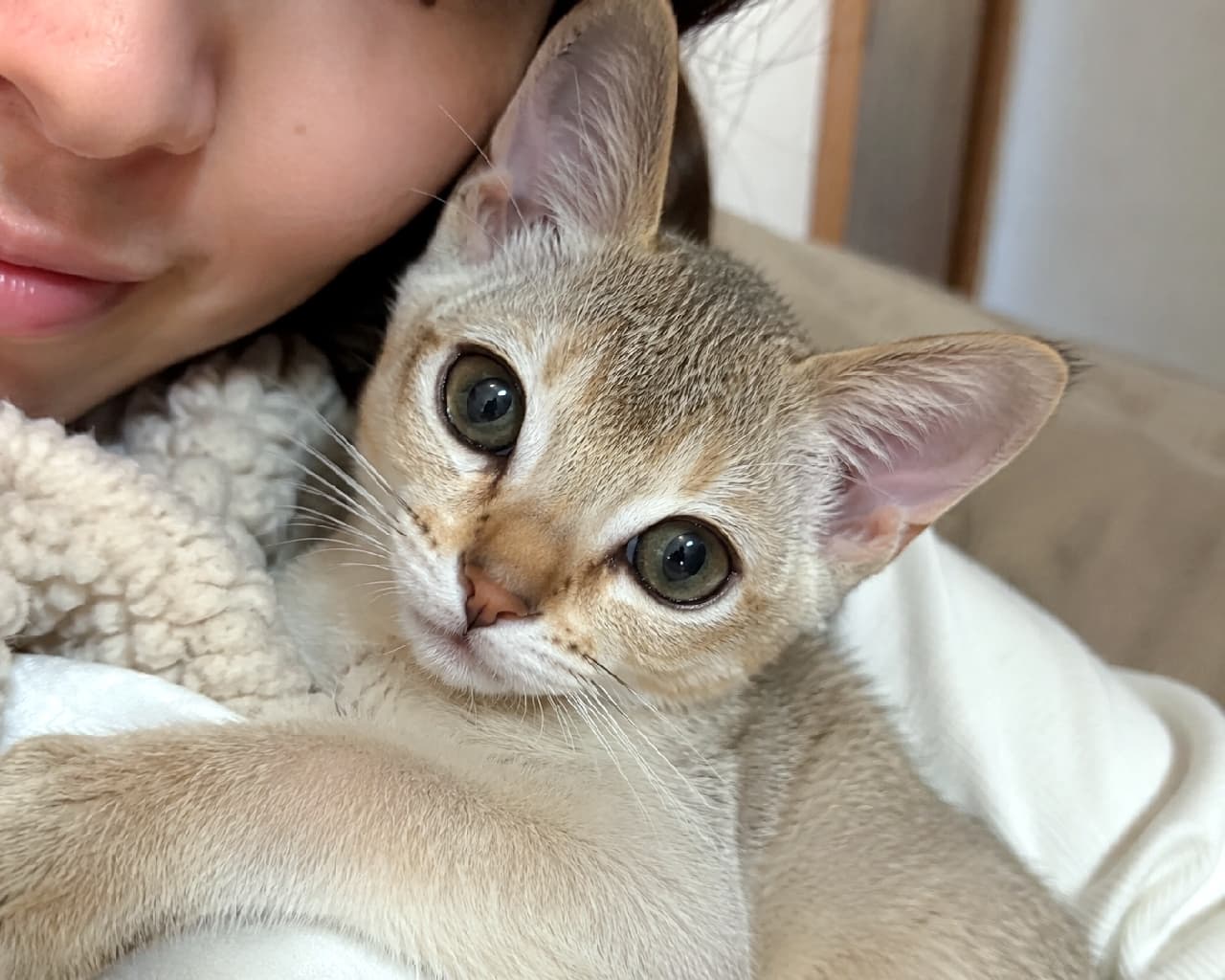 「飼い主さんにべったり密着中🥰「今夜はずっとこのままがいいにゃ」って声が聞こえてきそう…!✨ #シンガプーラ #甘えん坊猫 #子猫 #猫のいる暮らし #猫好きさんと繋がりたい #ねこすたぐらむ #子猫のいる生活」Ultra-realistic high-quality selfie-style photograph of a Singapura kitten cuddling closely with its owner. The kitten is resting against a fluffy white fleece jacket, featuring large ears, a beautiful ticked tabby coat, and captivating almond-shaped eyes staring straight into the lens with a deeply affectionate look. 飼い主の顔の横にピタリと寄り添い、白いもこもこのフリースに包まれて抱っこされているシンガプーラの子猫のセルフィー風ショット。ピンと張った大きな耳と美しいティックドタビーの被毛、そして飼い主の温もりに安心しきりながらも「寝ないで」と訴えかけるような、大きなアーモンド型の瞳が印象的