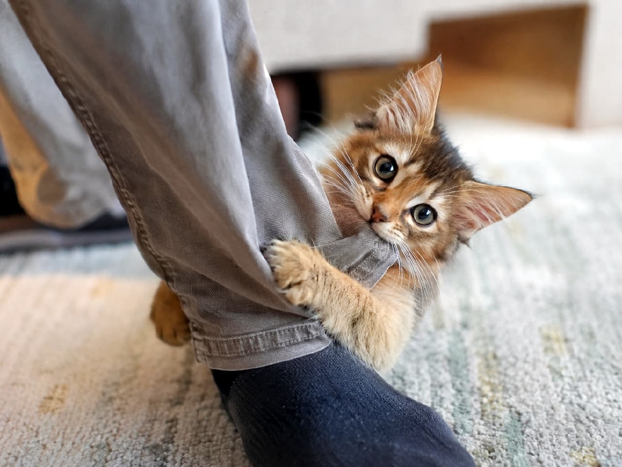 「「絶対行かせにゃい!!」ズボンにしがみつく必死な姿がたまらない😂💕このまま一緒に夜更かし確定です🐾 #ソマリ #かまってちゃん #子猫 #猫のいる暮らし #猫好きさんと繋がりたい #ねこすたぐらむ #子猫のいる生活」Ultra-realistic high-quality photograph of a fluffy Somali kitten clinging tightly to a person's grey trousers with its paws and gently biting the fabric. The kitten looks up at the camera with large round eyes and an adorable, desperate expression, trying to stop the owner from walking away on a light-colored rug. 明るいリビングのラグの上で、歩き出そうとする飼い主のグレーのズボンの裾に両前足でしがみつき、布地を軽く噛みながら引き留めているソマリ(長毛のアビシニアン)の子猫。ふさふさの被毛と大きな耳、必死で「行かないで!」と訴えかけるような上目遣いの真ん丸な瞳が、躍動感と愛らしさを演出