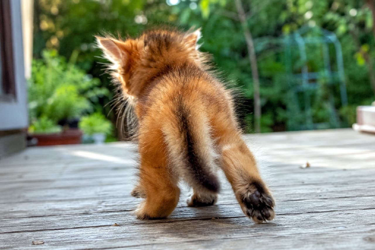 「キツネさんのようなふさふさしっぽが魅力的🦊✨ ウッドデッキを元気に駆け抜けるソマリちゃんに元気をもらおう!💪 #ソマリ #長毛猫 #躍動感 #子猫 #よちよち歩き #子猫の冒険」Ultra-realistic high-quality photograph from behind of a long-haired Somali kitten with a ruddy ticked coat, captured in a dynamic stride on an outdoor wooden deck. Its right hind leg is powerfully extended, and its bushy, fox-like tail and fur glow golden in the sunlight against a vibrant, blurred background of lush garden greenery. ビシニアンの長毛種であるソマリの子猫の、躍動感あふれる後ろ姿。美しいルディ(赤茶色のティックドタビー)の豊かな被毛が、差し込む光に透けて黄金色に輝いています。右後ろ足を大きく蹴り出し、キツネのようにふさふさのしっぽを揺らしながら、屋外のウッドデッキを力強く歩いています。背景の鮮やかな庭の緑が、ソマリ特有の野性味と優雅さを引き立てています