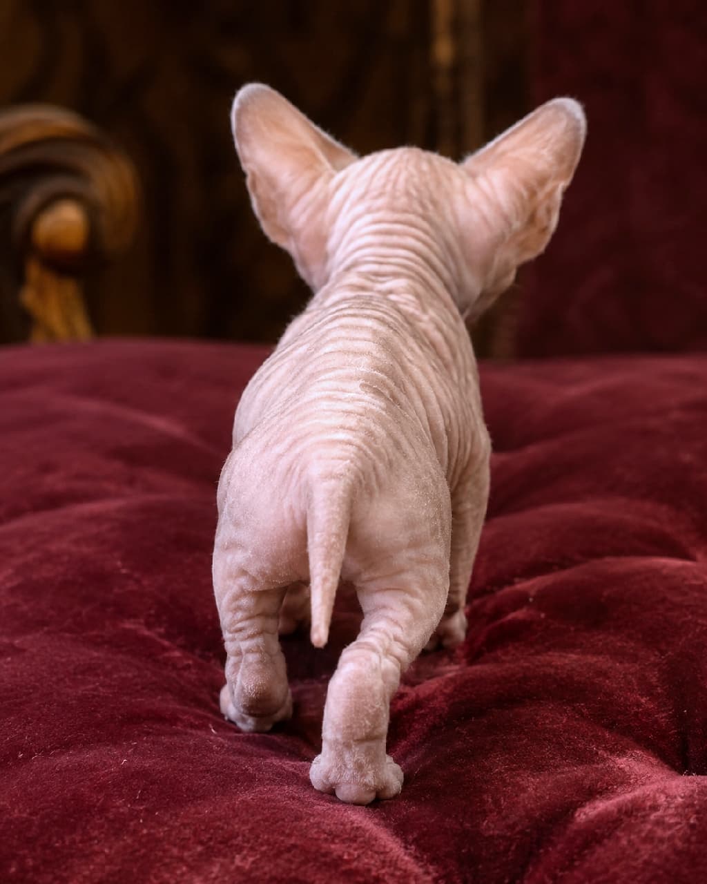 「神秘的な魅力に釘付け✨ まるでアートのようなスフィンクスの子猫ちゃん🐈 エレガントな後ろ姿に魅了されたらシェアしてね🍷 #スフィンクス猫 #エキゾチックアニマル」Ultra-realistic high-quality photograph from behind of a hairless Sphynx kitten with pink, wrinkled skin and large ears, walking on a deep crimson tufted velvet cushion. The background features dark antique wooden furniture, creating a luxurious, classical, and mysterious atmosphere. スフィンクス特有の無毛(ヘアレス)で細かなシワが寄った美しいピンク色の肌を持つ子猫の後ろ姿。大きな立ち耳と細い尻尾が特徴的です。重厚感のある深紅のベルベット調クッション(またはソファ)の上を力強く歩いており、背景にはダークブラウンのアンティーク家具がボケて写り込む、高級感と神秘性が漂うクラシカルな情景