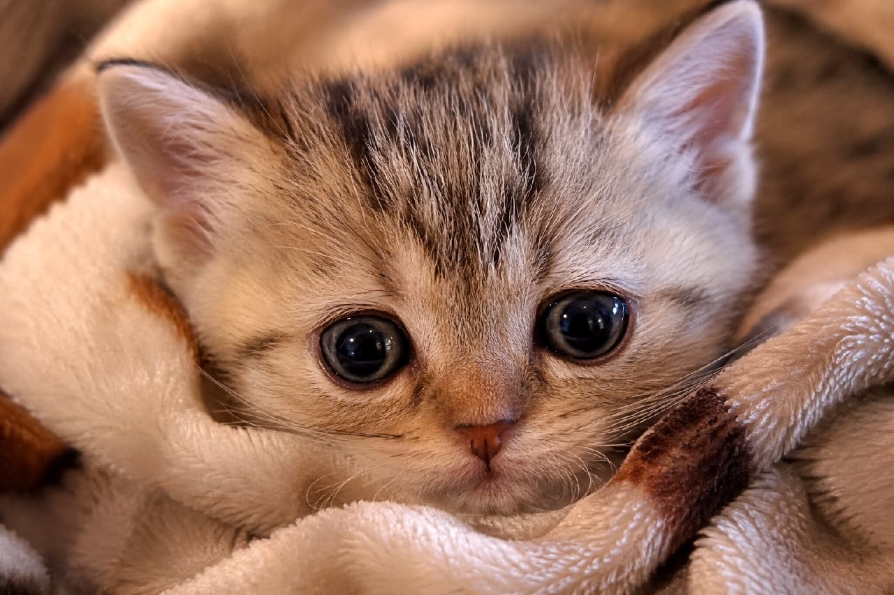 「毛布のすきまからひょっこり🐾ぬくぬくのお顔で見つめられたら、もうお布団から出られません🥺🤎 #マンチカン #毛布猫 #子猫 #甘えん坊猫 #子猫 #猫のいる暮らし #猫好きさんと繋がりたい #ねこすたぐらむ #子猫のいる生活」Ultra-realistic high-quality photograph of a cute Munchkin kitten wrapped snugly in a fluffy brown blanket. The kitten has huge, round, captivating eyes and a tiny pink nose, highlighting a cozy and heartwarming winter atmosphere. わふわのブラウン系毛布の隙間にすっぽりと包まれたキジトラ模様のマンチカンの子猫。ビー玉のように大きくて丸い真っ黒な瞳と、ちまりとしたピンクのお鼻が愛らしく、暖かそうな毛布の質感と相まって、極上の安心感と冬のぬくもりを伝えています