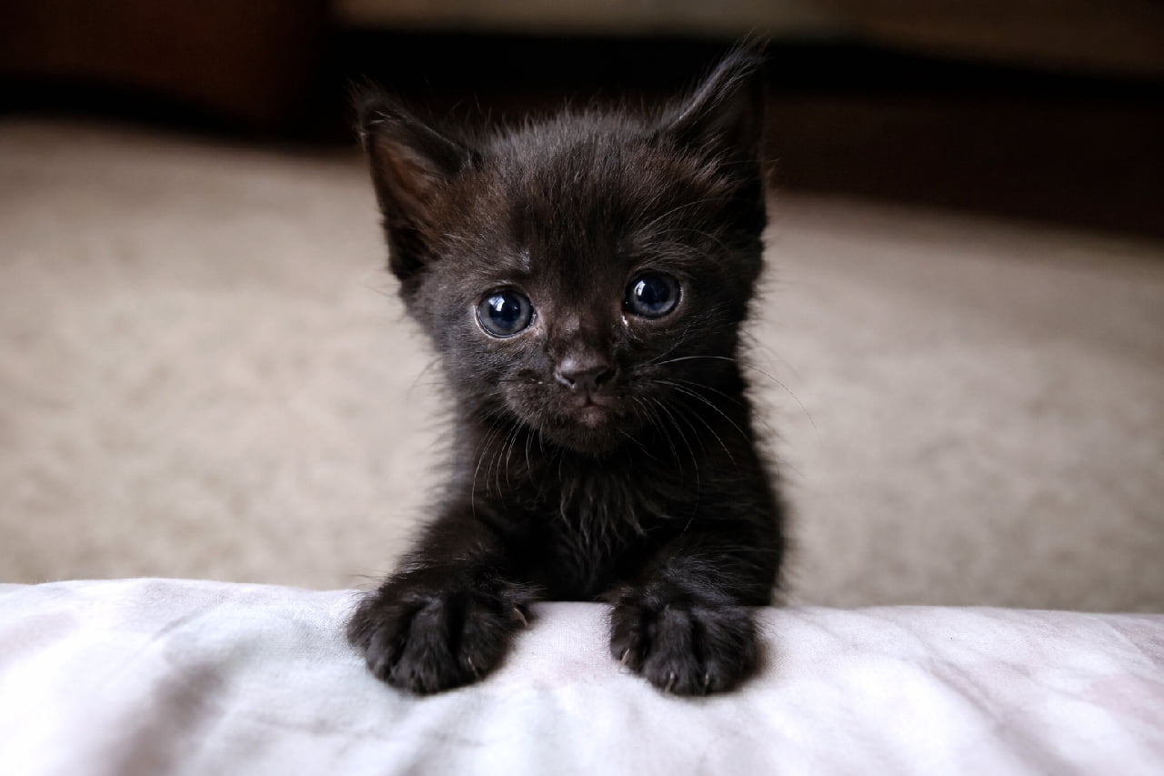 「ベッドのすきまから「あそぶ?」ってお誘い🐈⬛✨こんな小さなおててで見つめられたらイチコロです😍 #黒猫 #甘えん坊猫 #子猫 #子猫のいる暮らし #猫好きさんと繋がりたい #ねこすたぐらむ #子猫のいる生活」Ultra-realistic high-quality photograph of a tiny black kitten peeking over the edge of a white bed. The kitten's fluffy dark fur and innocent round eyes stand out beautifully against the soft, out-of-focus beige background. 白い寝具(ベッド)の縁に小さな前足を乗せ、隙間からひょっこりと顔を出して見つめる黒猫の子猫。まだ産毛が残るホワホワとした漆黒の被毛と、少し青みを帯びたあどけない丸い瞳が、背景の柔らかなベージュトーンの中で美しく際立っています