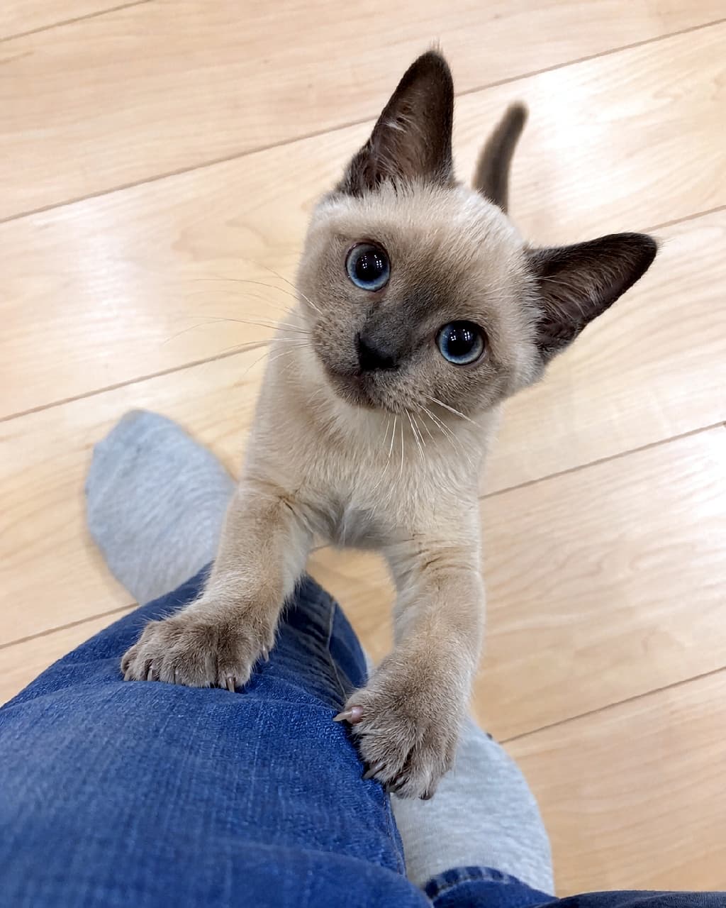 「「行かないでーっ!」脚にしがみつく必死なアピール😭💙こんなに見つめられたら絶対にベッドへ行けません!🐈 #トンキニーズ #甘えん坊 #夜更かし #子猫 #猫のいる暮らし #猫好きさんと繋がりたい #ねこすたぐらむ #子猫のいる生活」Ultra-realistic high-quality photograph of a Tonkinese kitten standing on its hind legs and clinging tightly to a person's blue jeans. The kitten has striking sapphire blue eyes looking up with an irresistible, begging expression to stop the owner from leaving. デニムを履いた飼い主の脚に二本足で立ち上がり、小さな前足でぎゅっとしがみついているトンキニーズの子猫。淡いベージュの被毛と顔のダークなポイントカラー、見上げるようなサファイアブルーの大きな瞳が、必死の引き留めアピールを強調している