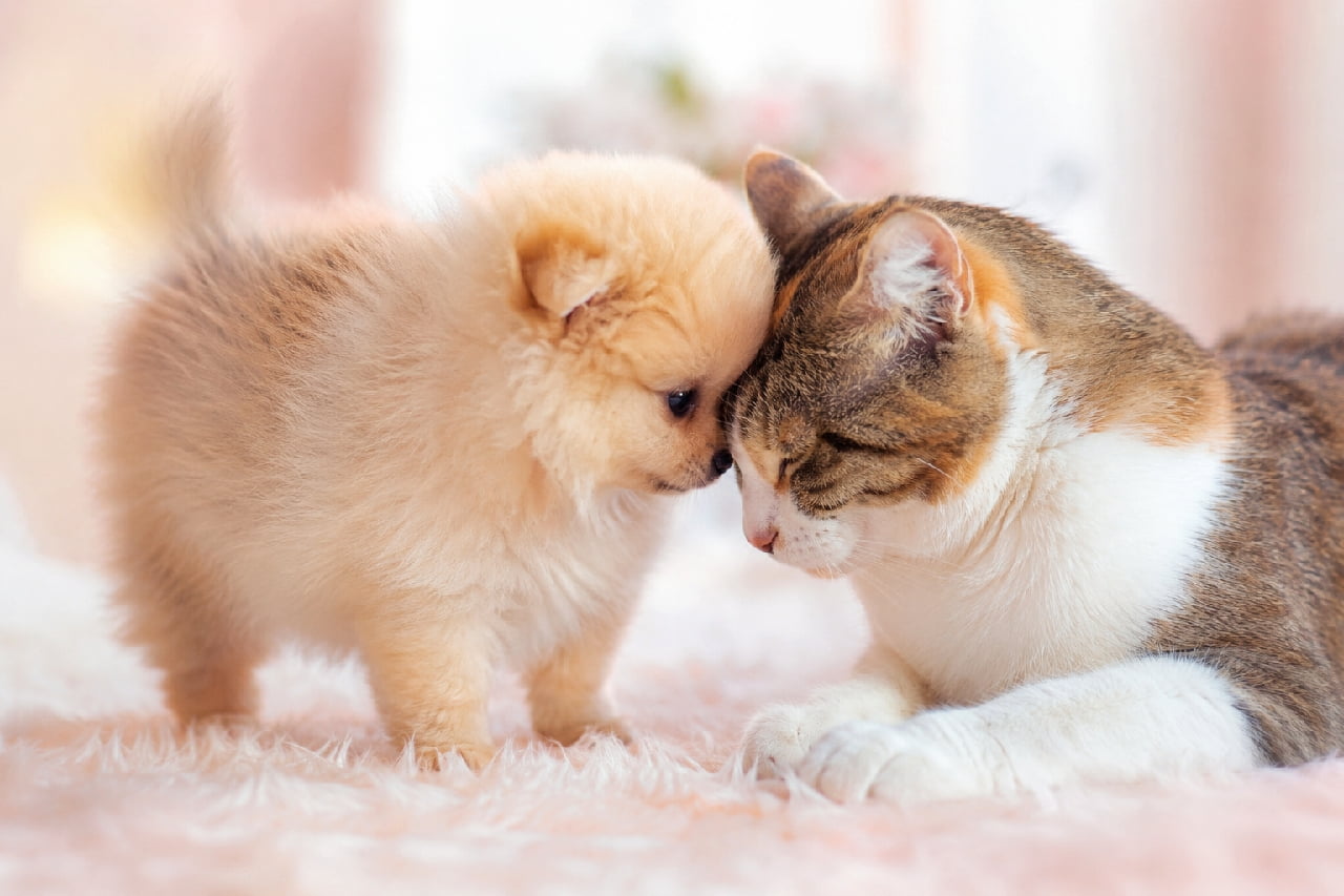 「好き好きの鼻ツン🌸ふかふかポメちゃんと三毛猫ママのピュアすぎる愛情表現に癒やされまくりです🐶🐈💖 #鼻キス #ポメラニアン」Ultra-realistic high-quality photograph of a gentle calico cat and a fluffy cream Pomeranian puppy softly touching noses on a pastel pink fluffy rug. Dreamy, soft lighting captures their pure interspecies affection. パステルピンクのふかふかな空間で、優しく目を閉じて伏せる三毛猫（キジ三毛）と、ふわふわなクリーム色のポメラニアンの子犬がそっとお互いの鼻先を合わせている高画質写真。幻想的で柔らかな光が、種族を超えたピュアな愛情を包み込んでいる