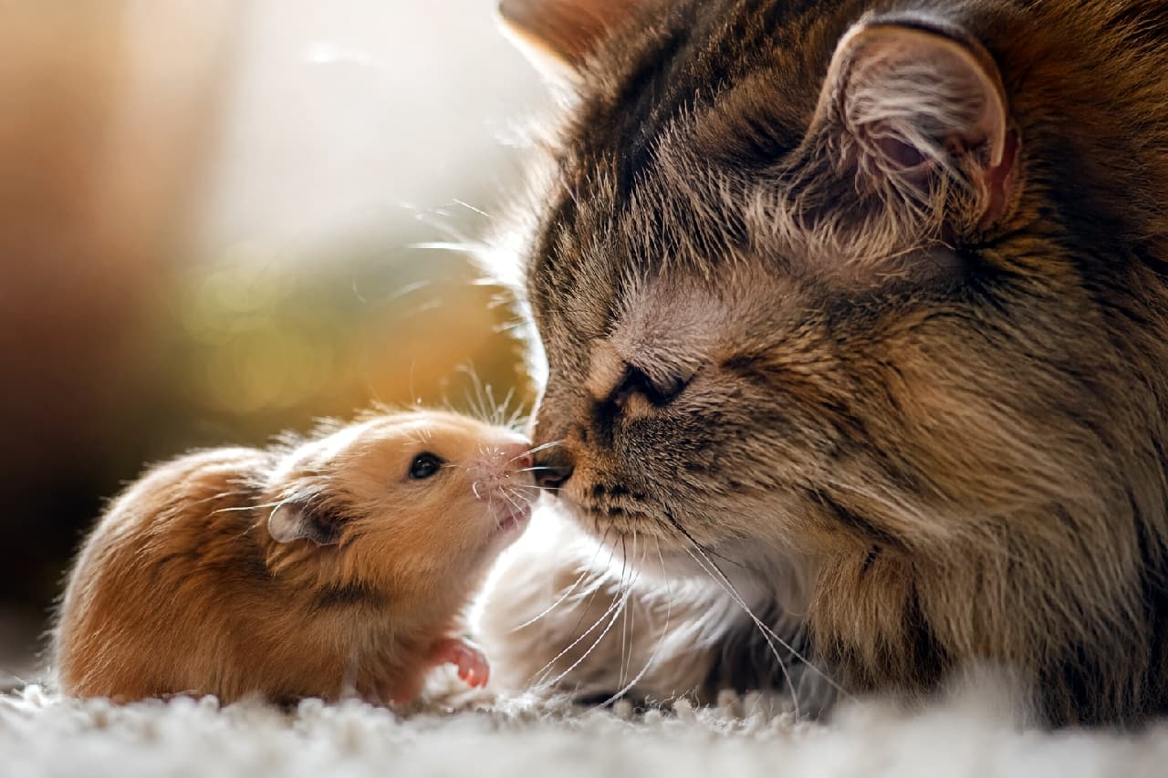 「「ママ、こんにちは🐹」「いいこね🐈」優しい鼻ツンご挨拶に心が浄化される…👼✨ #鼻キス #癒し時間」Ultra-realistic high-quality photograph of a majestic long-haired tabby cat and a golden hamster gently touching noses on a fluffy white rug. Backlit by golden soft light, showcasing deep trust and cross-species affection. 黄金色の美しい逆光の中、ふかふかの白いラグの上で、立派な飾り毛を持つ長毛のトラ猫が小さなゴールデンハムスターと鼻先をそっと合わせている感動的な光景。互いへの絶対的な信頼感が伝わる、ドラマチックで高画質な写真