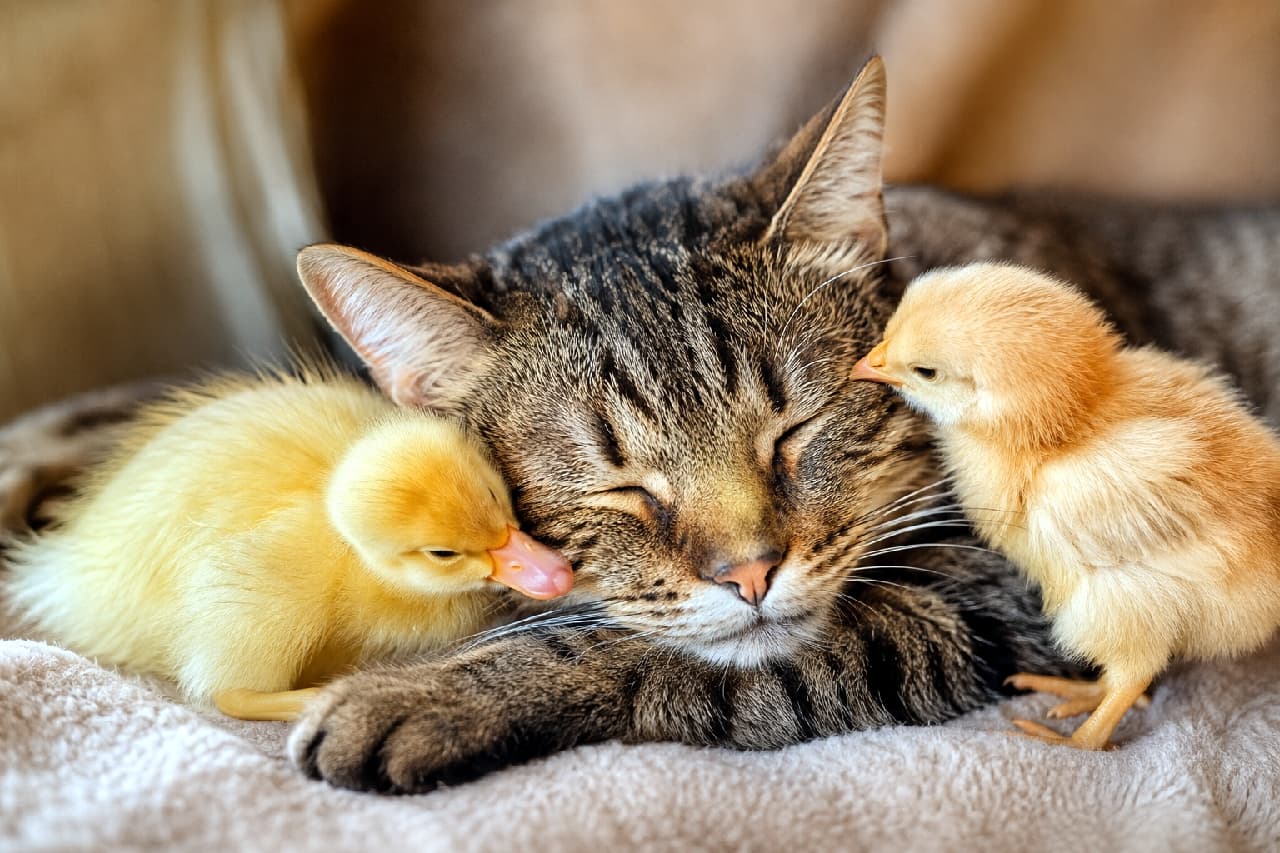 「両手に花ならぬ、両頬にヒナ🐥🌸キジトラママの優しさに包まれて、みんなで仲良くおやすみなさい💤 #ひよこと猫 #もふもふの極み #猫のいる暮らし」Ultra-realistic high-quality photograph of a sleeping brown tabby cat nestled in a fluffy blanket, with two tiny yellow chicks cuddling affectionately against its cheeks. Soft indoor lighting beautifully captures their deep sense of security. ふかふかの毛布の上で幸せそうに目を閉じて眠るキジトラ猫と、その両頬にピタッと寄り添って甘える2羽の黄色いヒナ鳥の超高画質写真。柔らかな室内光が被毛と羽毛の質感を優しく照らし出し、種を超えた深い安心感と無償の愛を描き出しています
