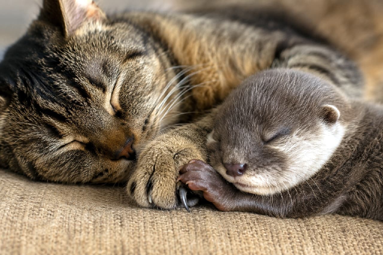 「お手てを繋いで夢の中へ…🌌キジトラママとカワウソちゃんの絆の強さに涙が出そう😭🤝🐈 #手つなぎ #尊い」Ultra-realistic high-quality photograph of a sleeping tabby cat and a baby otter resting their heads together on rustic burlap fabric. The cat's paw is gently holding the otter's tiny paw, symbolizing a deep, unbreakable interspecies bond. 素朴な麻布の上で、顔を寄せ合って深く眠るキジトラ猫と赤ちゃんカワウソの高画質写真。特に印象的なのは、猫の柔らかな前足がカワウソの小さな爪のある手をしっかりと包み込むように繋いでいる点。種を超えた強い絆と、絶対に離れないという絶対的な信頼感が表現されている