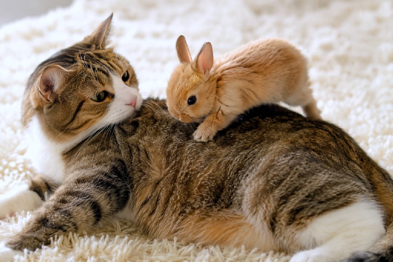 「「ママの背中、登れるかな？」🐰🐾優しく見守るキジ白ママの眼差しにキュンとしちゃう🥺💖 #うさぎの赤ちゃん #見守る愛」Ultra-realistic high-quality photograph of a tabby and white cat resting on a fluffy white rug, looking back tenderly at a tiny brown baby bunny climbing onto its back. Warm indoor lighting highlights their gentle bond. ふわふわの白いラグの上でくつろぐキジトラ白の成猫と、その背中に一生懸命よじ登ろうとしている小さな茶色い赤ちゃんウサギの高画質写真。猫は振り返りながらウサギを優しい緑色の瞳で見つめ、見守るような深い母性を感じさせる。温かみのある室内光が全体を柔らかく包む