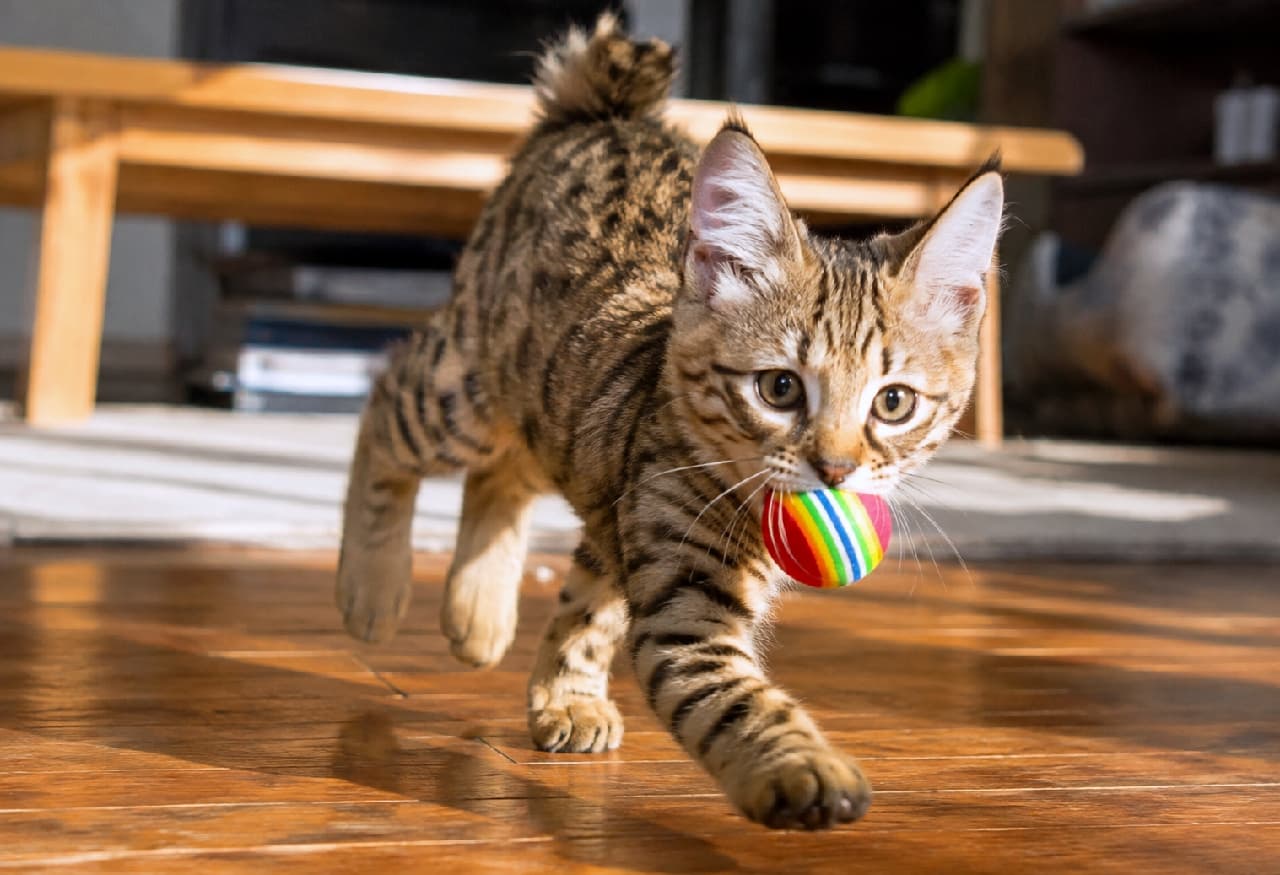「見て見て！僕の宝物だよ🐈🌈 カラフルなボールを運ぶドヤ顔がたまらない✨ #猫のいる幸せ #子猫の遊び #猫のいる暮らし #ピクシーボブ」Ultra-realistic high-quality photograph of a Pixie-bob kitten with a spotted tabby coat and bobtail carrying a colorful striped ball in its mouth, confidently walking towards the camera on a sunlit wooden floor. 陽の光が差し込むフローリングの部屋で、虹色のカラフルなボールを口にくわえてこちらへ歩いてくるピクシーボブの子猫。特徴的なボブテイルと野性味あふれるスポット模様、誇らしげな表情が温かい光に包まれています