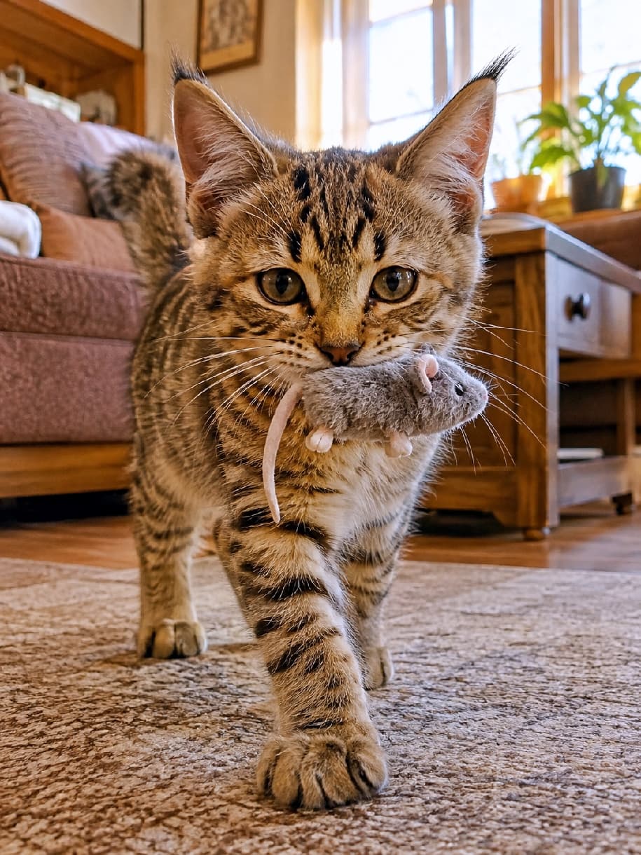 「見て見て！ハンター大成功にゃ🐈🐾 ネズミさんをくわえてドヤ顔で歩く姿がたまらなく愛おしい💕 #猫のいる暮らし #ピクシーボブ」Ultra-realistic high-quality photograph of a Pixie-bob kitten with a spotted tabby coat and ear tufts proudly carrying a gray plush mouse toy in its mouth, walking on a carpet under warm indoor lighting. ふかふかの絨毯の上を、ネズミのおもちゃを口にくわえて得意げに歩いてくるピクシーボブの子猫。キジトラのスポット模様とピンと立った耳の飾り毛、真剣でくりくりとした瞳が、暖かみのある室内光の中で克明に描写されています