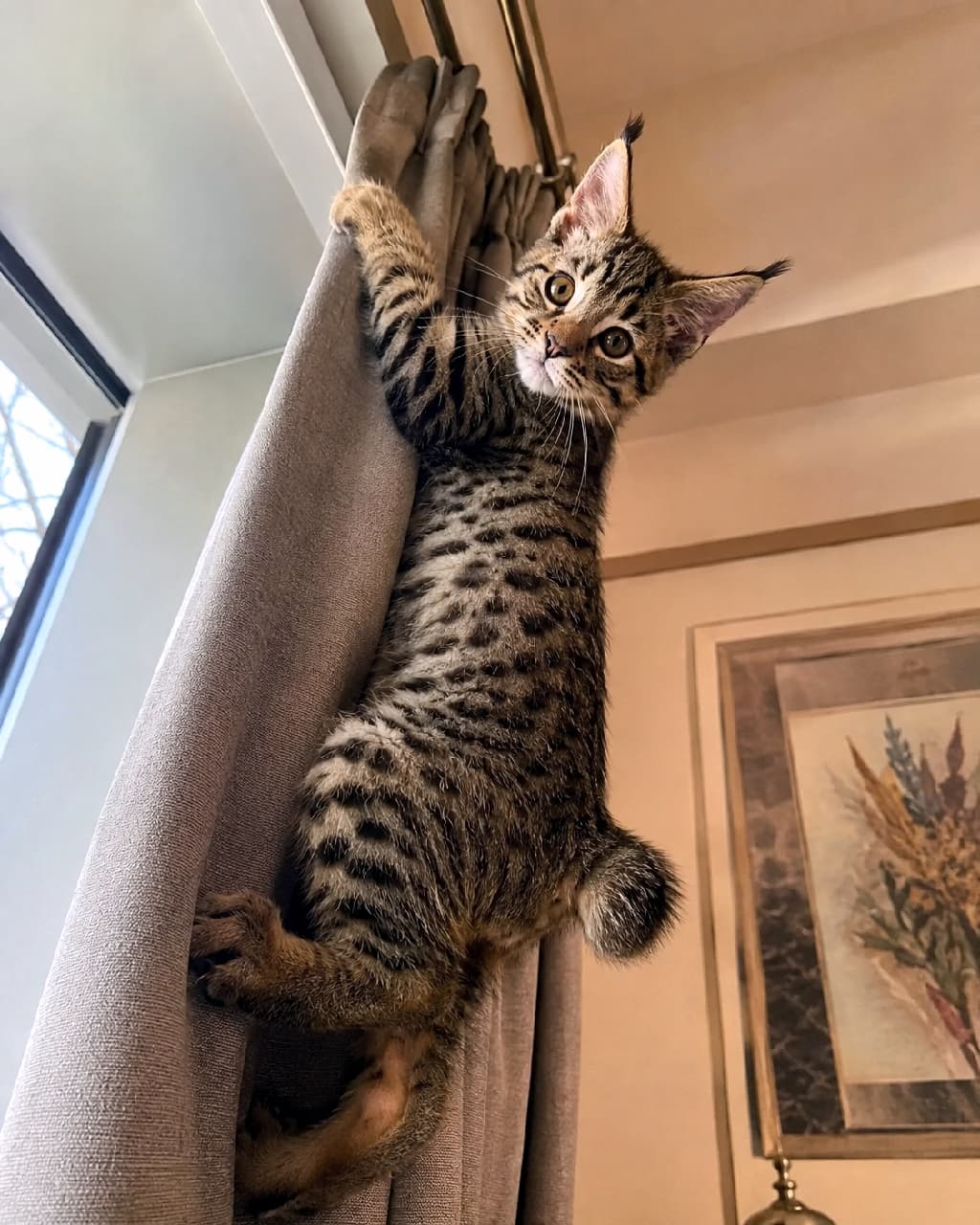 「にゃんこスパイ、ただいま潜入中🐾💨 カーテン登りはお手のもの！ドヤ顔のピクシーボブちゃんが愛おしい😂 #お転婆猫 #猫のいる風景 #好奇心旺盛 #子猫のいる生活 #ピクシーボブ」Ultra-realistic high-quality photograph of a playful Pixie-bob kitten climbing a thick beige curtain in a living room, looking directly at the camera and displaying its spotted belly and short bobtail. 落ち着いたトーンのリビングルームで、厚手のベージュのカーテンに器用によじ登り、カメラに向かってドヤ顔を向けるピクシーボブの子猫。ワイルドなヒョウ柄のお腹、特徴的な丸く短いしっぽ、オオヤマネコのような耳のフォルムがダイナミックに捉えられています
